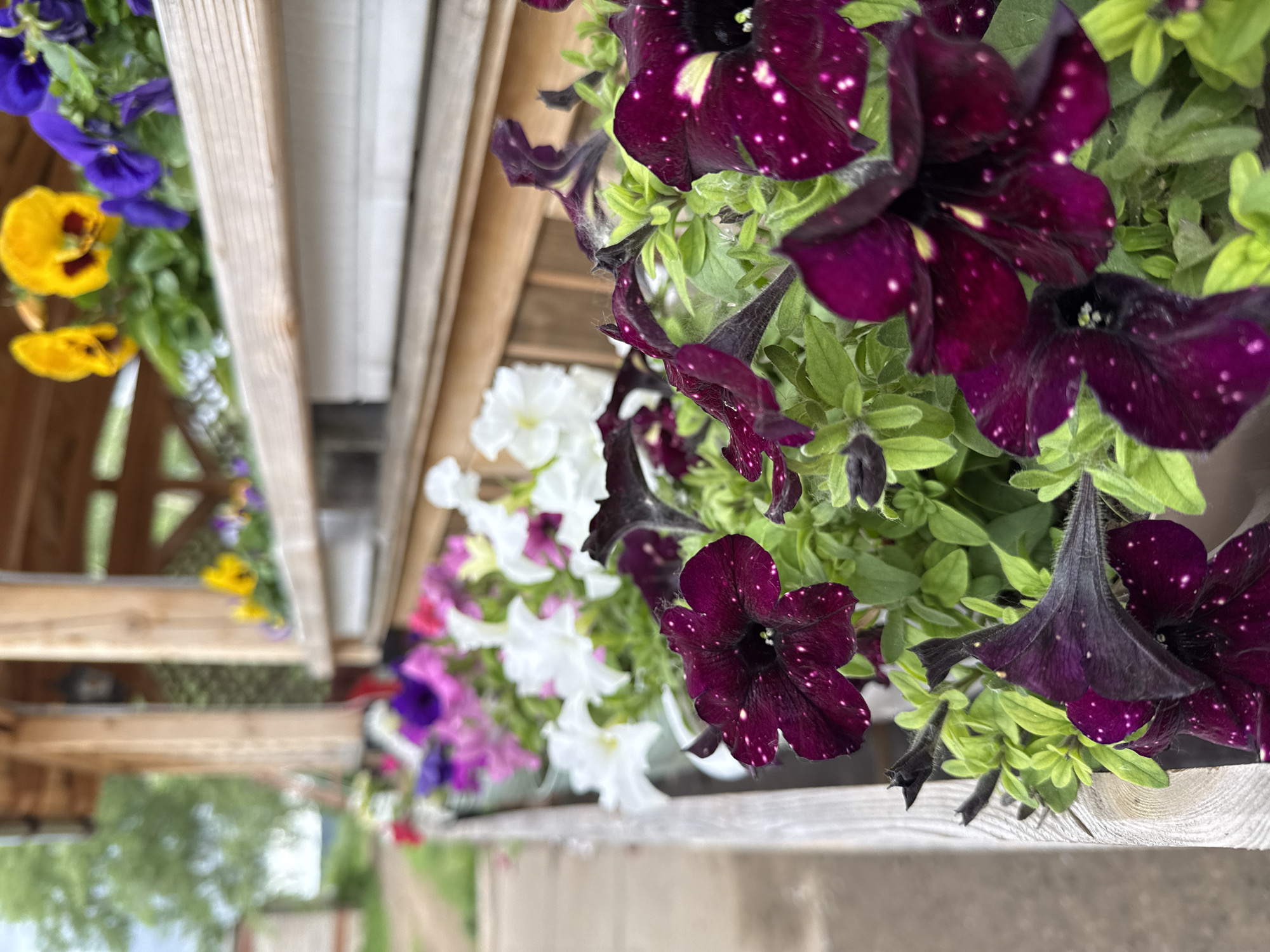 This image, captured in Chaikovsky, Russia, depicts a detailed view of multiple floral planters arranged along a wooden outdoor structure. In the foreground, positioned on the right, several dark purple petunias with distinct white speckles are in sharp focus, accompanied by their green foliage. A light-colored wooden railing or edge of a planter box is visible along the left side of the foreground, extending vertically.
Towards the midground, a series of additional flower planters stretches horizontally, containing various petunias in white, pink, and lighter purple hues, progressively blurring with distance.
The background on the left side reveals an out-of-focus dirt path or road, lush green trees, and a distant, light-colored building, suggesting a rural or semi-rural environment. On the upper right, blurred wooden structural components, consistent with a porch, pergola, or gazebo, are present. On a higher shelf within this wooden framework, planters hold vibrant yellow and blue pansies. A dark, possibly metal, lantern is suspended from the wooden structure in the upper-left background.
The scene is illuminated by natural daylight, and no human subjects are visible.