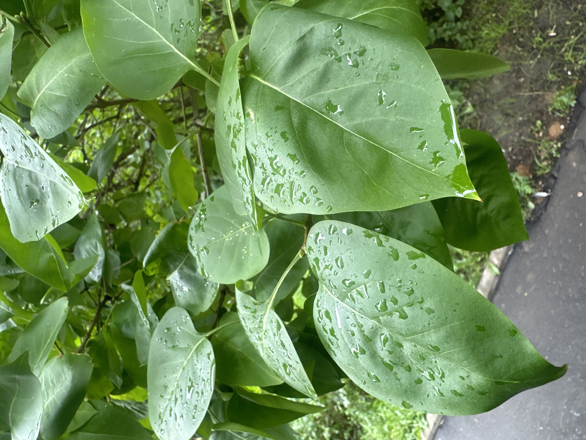 The image shows a close-up of lush green leaves, some of which are covered in water droplets, indicating recent rain or dew. The leaves are large and have prominent veins. In the background, out-of-focus greenery suggests a natural setting. The lower portion of the image reveals a wet asphalt surface, characteristic of a city street or pathway, bordered by grass and soil. There are no people or specific landmarks visible that would pinpoint a precise location within Moscow, Russia. The scene conveys a sense of fresh, natural beauty following precipitation in an urban environment.