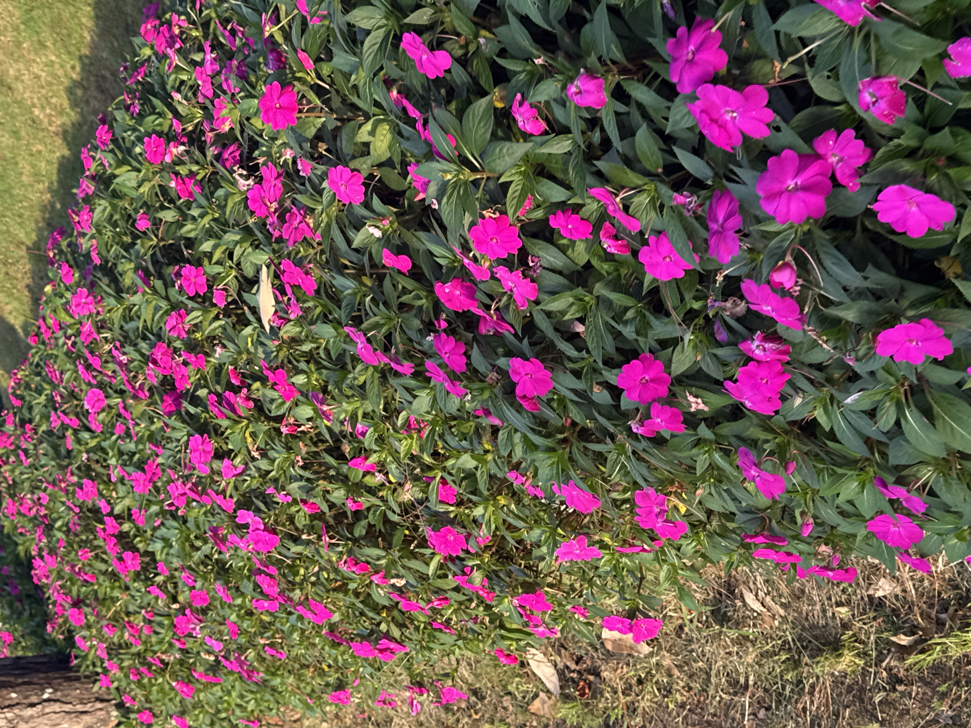 This image depicts a densely planted bed of vibrant pink impatiens flowers, their lush green foliage creating a rich backdrop. The flowers are in full bloom, with many individual blossoms clearly visible, showcasing their delicate petals. The planting appears to be a border along a pathway or lawn, as indicated by the edge of dry grass and a tree trunk on the left side of the frame. The lighting suggests it is daytime, with the sun casting soft shadows. The scene is characteristic of ornamental landscaping often found in public spaces and gardens. The specific location in Da Lat, Vietnam, is implied to be a park, garden, or a well-maintained roadside planting, common in the city known for its floral displays and cool climate. There are no people or animals visible in the frame, and no specific actions or interactions are taking place.