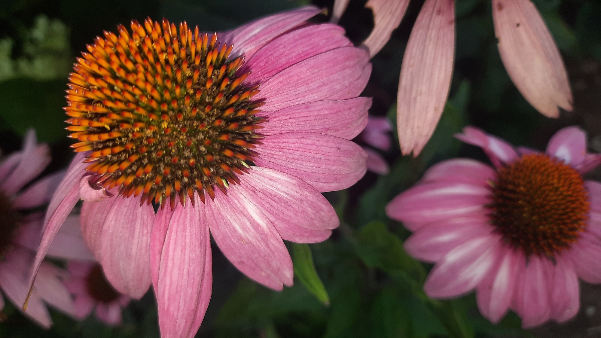 A close-up, slightly angled shot captures the center of a pink coneflower in the city of Shklov, Belarus. The flower's central disc is a vibrant, spiky cone of orange and dark brown florets. The surrounding petals are a soft pink, with subtle white veining radiating from the center. One petal in the upper right is slightly curled, revealing a lighter pink underside. In the background, other coneflowers are visible, one slightly out of focus in the lower left with similar pink petals and a brown center. The foliage is a deep green, providing a dark, natural backdrop that highlights the flower's colors.