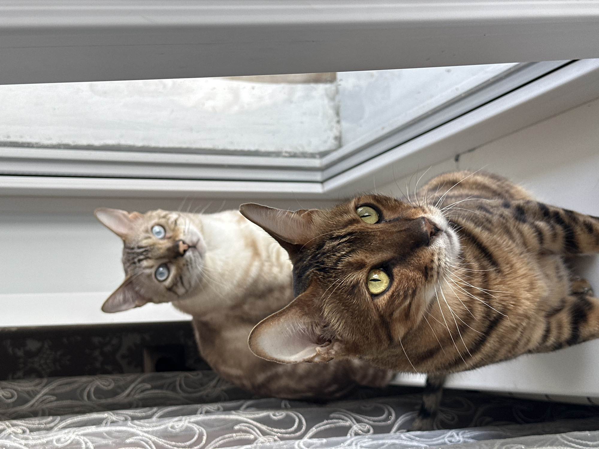 Two Bengal cats are pictured indoors, on a windowsill next to a window. The cat in the foreground is a tabby with green eyes and is looking to the right. The cat in the background has blue eyes and is looking forward. The environment is indoor, with a window and curtains visible. The location is not specified.