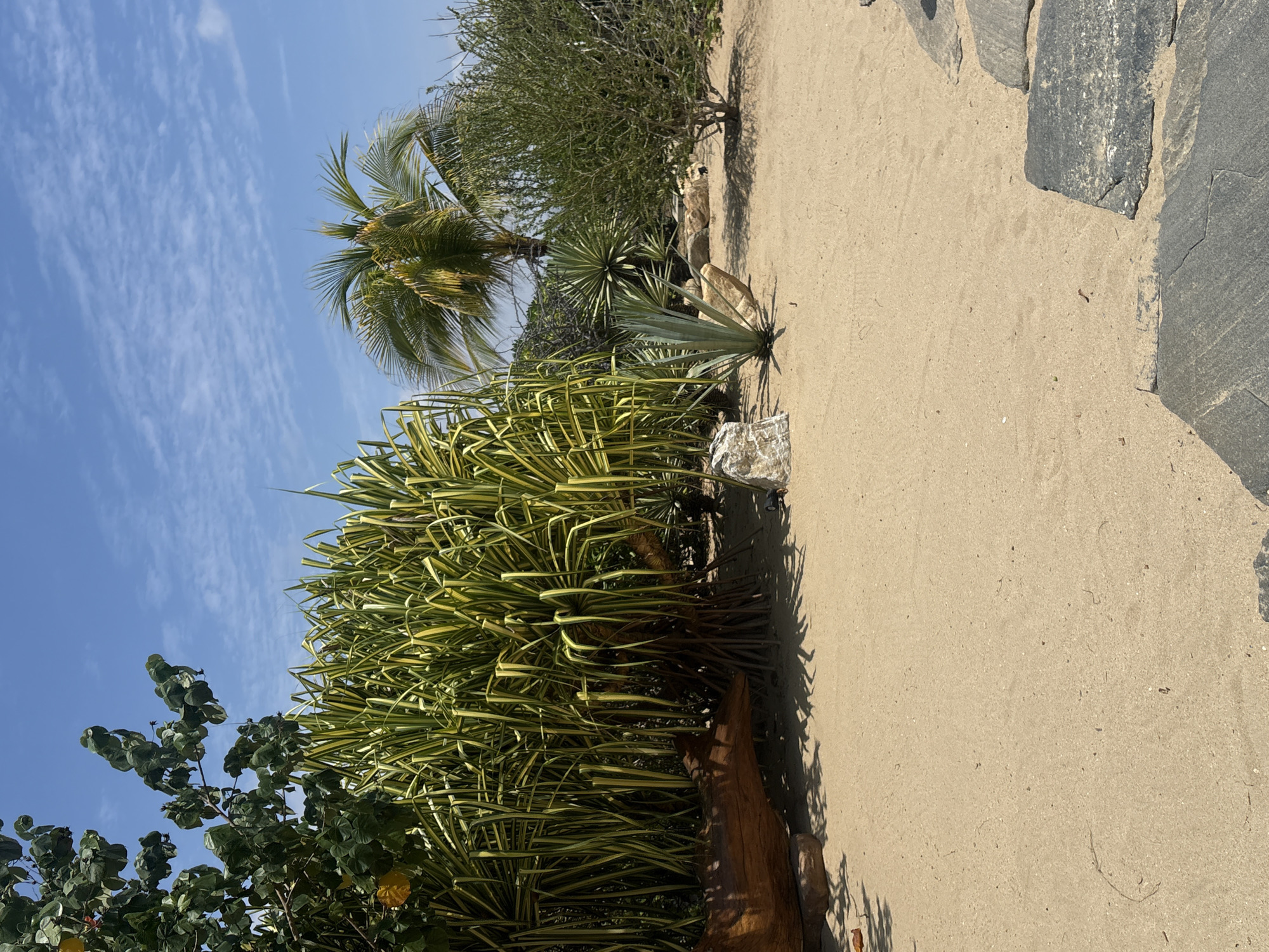 The image shows a sandy pathway in Ministerios de Amor Eterno Asociación Cultural, Mexico. Vegetation lines the left side of the path, consisting of green and yellow striped plants, a small green tree, a young palm tree, and a cactus-like plant with pointed leaves. To the right of the path, large gray stones form a border. The sky is blue with scattered white clouds.