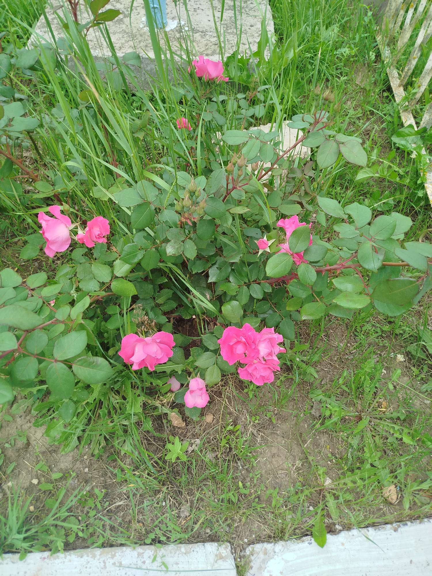 A cluster of pink roses blooms amidst tall green grass. The roses are in various stages of development, with some fully open and others still as buds. The scene is set in a garden, with a concrete border visible at the bottom of the image. A white fence is present in the background, partially obscured by the foliage. The lighting suggests it is daytime.