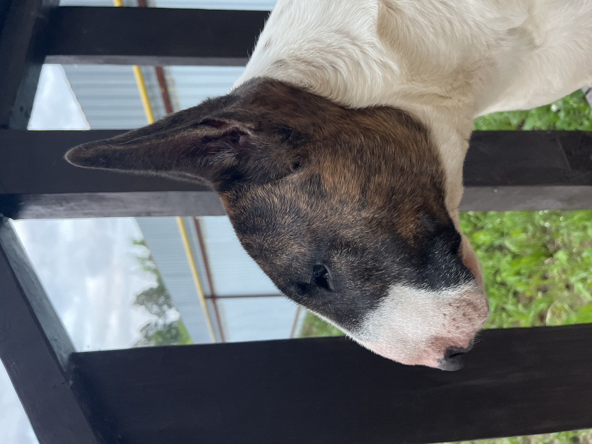 A brindle and white Bull Terrier dog is shown in profile, facing left. The dog is standing outdoors, with a dark brown fence in the foreground and a cloudy sky in the background. The dog's head is partially obscured by the fence. Green grass and trees are visible behind the fence. The image appears to have been taken on a cloudy day.