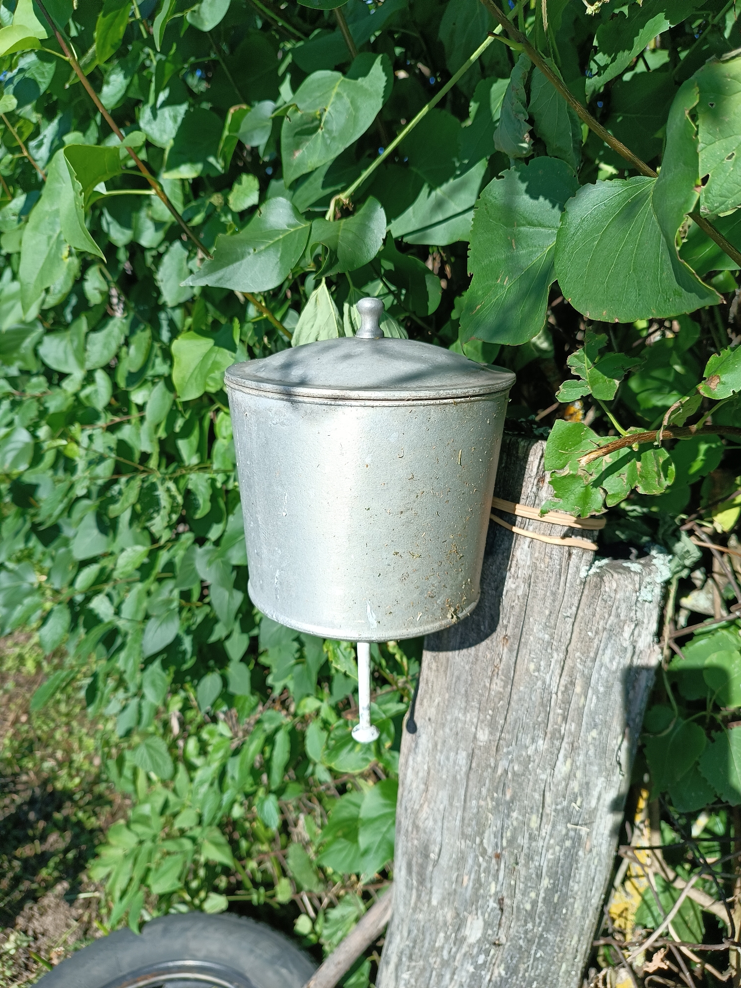 A weathered, grey metal watering can with a lid is attached to a rough, wooden post with two rubber bands. The watering can has a spout visible below it. The post is weathered and grey, with visible grain and texture. Lush green foliage, including leaves and branches, fills the background and surrounds the watering can and post. The scene is outdoors, with the ground covered in green grass and some scattered dry leaves. Part of a black tire is visible in the lower left corner of the image. The image appears to be taken during daylight. The location is described as Kulikovo, Russia.