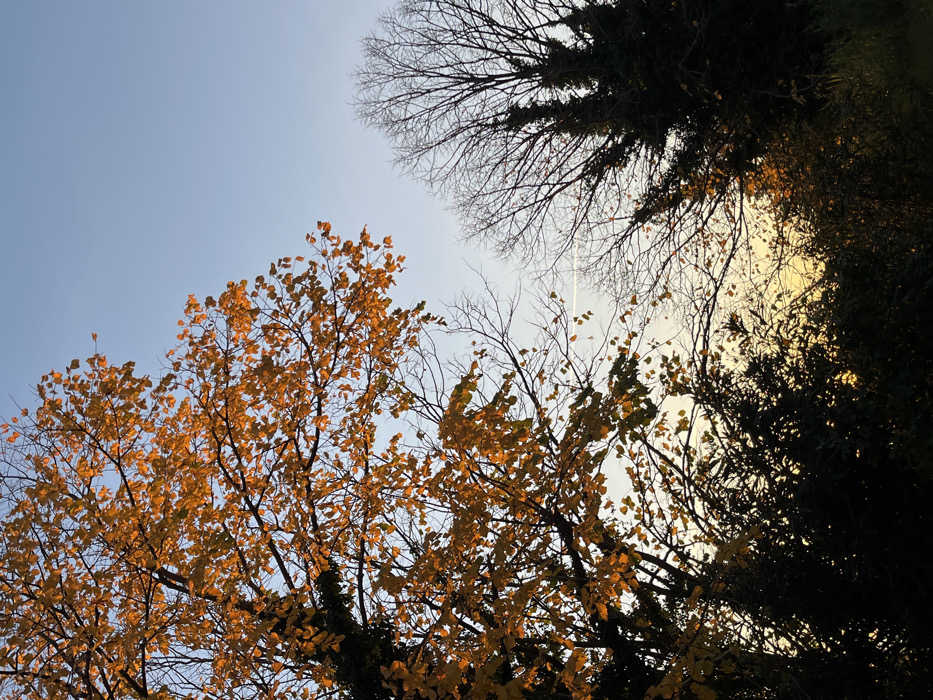 A low-angle shot reveals a pale blue sky partially obscured by the branches of three trees. The tree on the left has golden-yellow leaves. The tree on the right is very dark, almost silhouetted, with some leaves visible. In the upper center, a tree with bare branches is visible. A thin contrail stretches across the sky between the trees. The light is soft and warm, suggesting either sunrise or sunset.