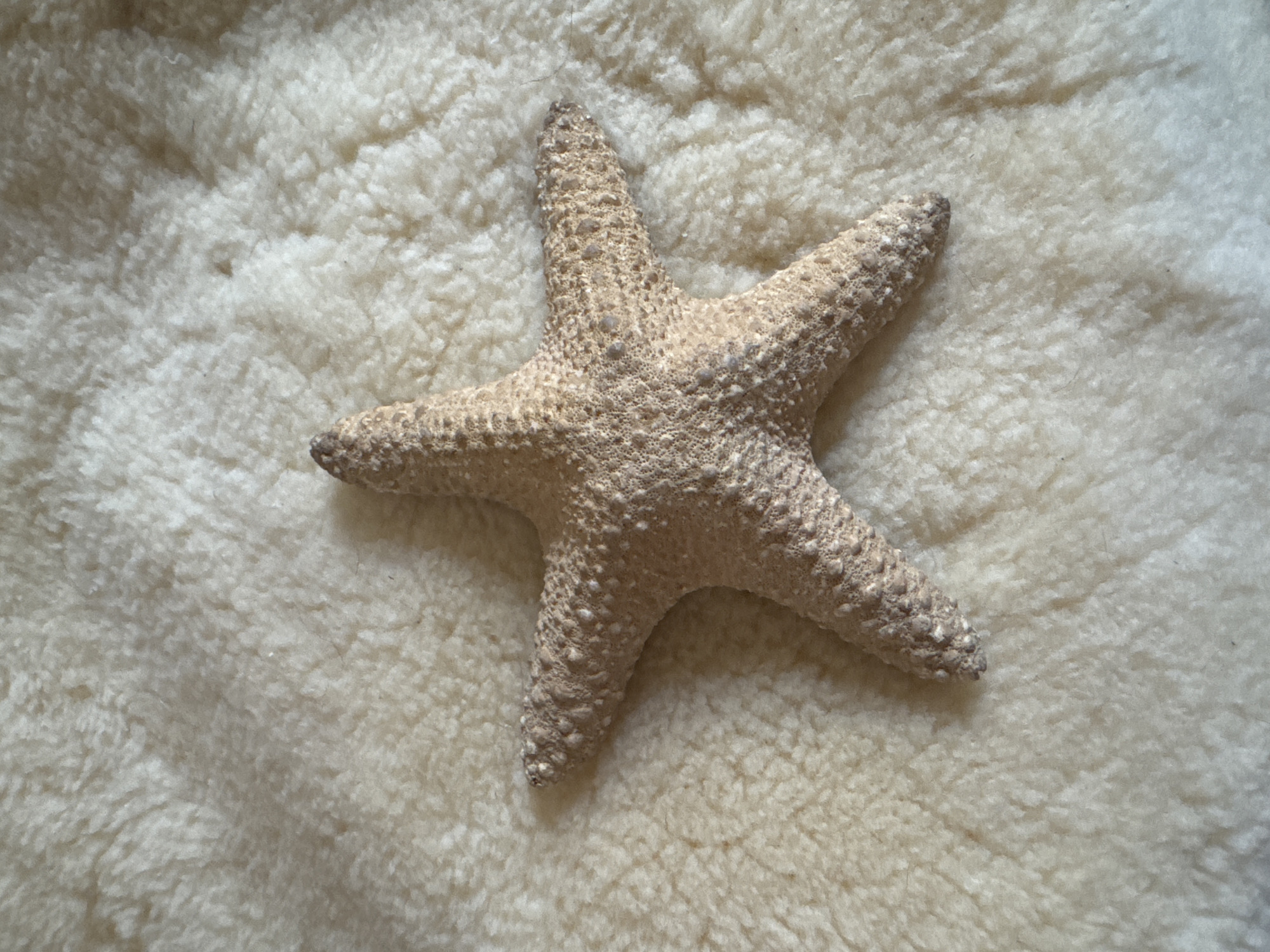 A dried starfish rests centrally on a textured, off-white surface, likely a sheepskin rug. The starfish is light brown with raised bumps and white speckles across its five arms. The background is a soft, fluffy material with a slightly uneven texture, appearing to be a blanket or rug. No people or city elements are visible.