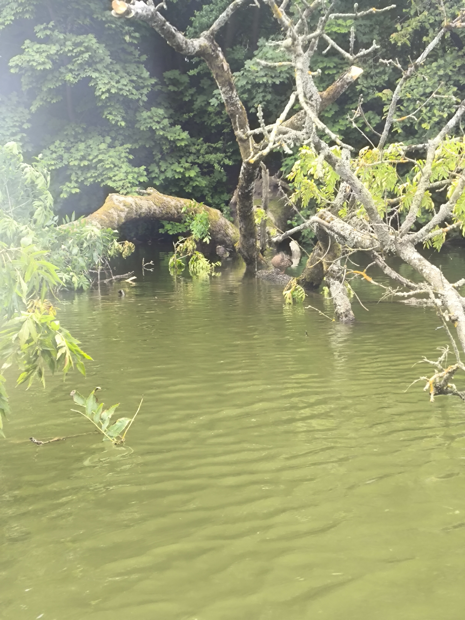 The image depicts a tranquil, overgrown riverbank in Kaliningrad, Russia. A large, moss-covered tree trunk lies partially submerged in the greenish water, its branches reaching out over the surface. The surrounding vegetation is lush and dense, with green leaves forming a canopy. The water is calm, with gentle ripples disturbing its surface. The scene evokes a sense of natural beauty and seclusion.
