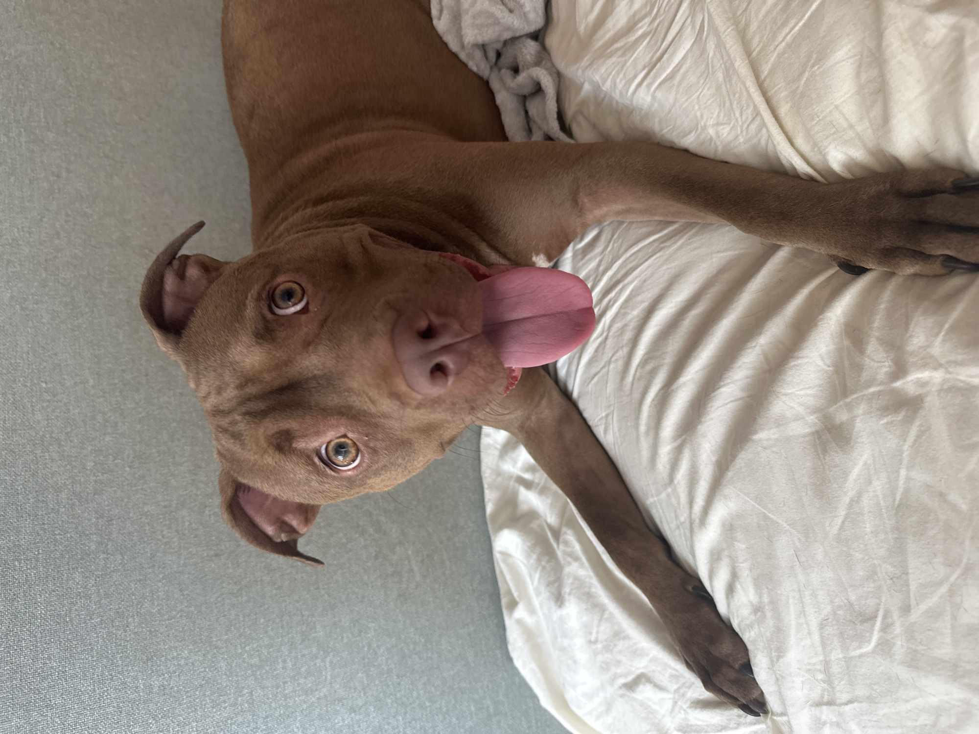 A medium shot captures a brown pit bull dog lying on a white sheet, with its head turned towards the camera. The dog's mouth is open, and its pink tongue is hanging out. The background consists of a textured light blue wall. The dog's eyes are wide and attentive, and its ears are perked up. One of its front paws is extended forward, resting on the sheet, while the other is bent. A grey blanket is visible behind the dog. The lighting suggests an indoor environment. There are no people present in the image.