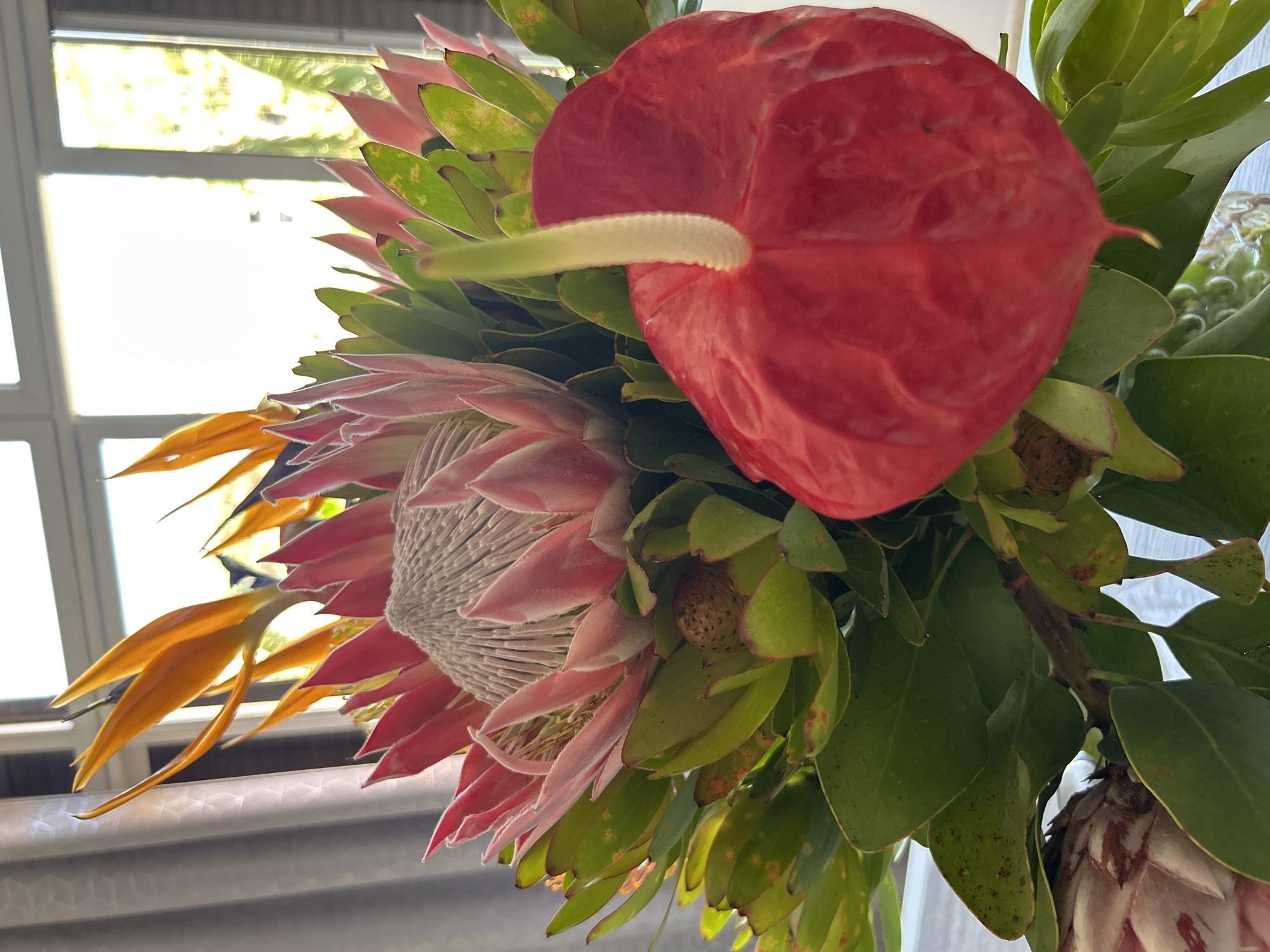 A close-up shot captures a bouquet of exotic flowers. A large, red anthurium with a prominent, off-white spadix dominates the upper right. Beneath it and to the left, is a protea with pink and red petals surrounding a gray center. A few bright yellow bird of paradise flowers extend outward on the left side. The bouquet includes dark green leaves with brown spots. The scene appears to be indoors, near a window with a partial view of the outside. The location mentioned in the prompt, Câmara de Lobos, Portugal, cannot be confirmed based on the visual information in the image alone.