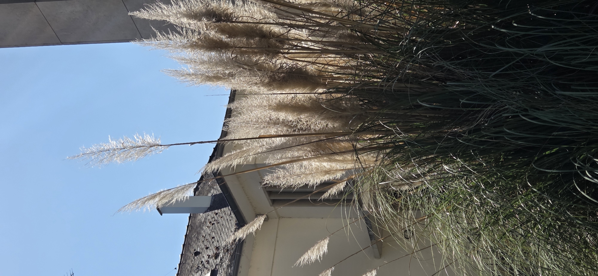 The image depicts a cluster of tall pampas grass plumes in the foreground, catching the sunlight and appearing a golden-brown hue. The grass is dense, with long, thin green blades at the bottom. In the background, a portion of a light-colored building with a dark, tiled roof is visible. A white chimney protrudes from the roof. To the right, a corner of a modern grey structure is visible, possibly a building or a wall, with large rectangular panels. The sky is a clear, bright blue. The scene appears to be outdoors, bathed in sunlight, suggesting a daytime setting. The architectural style of the building with the chimney suggests it might be in an older part of the city, though the modern grey structure indicates a mix of architectural eras. Given the information about Strasbourg, France, the scene likely captures a typical urban or suburban setting in the city. There are no people or animals visible in the image. The focus is on the natural elements of the pampas grass against the backdrop of urban architecture.