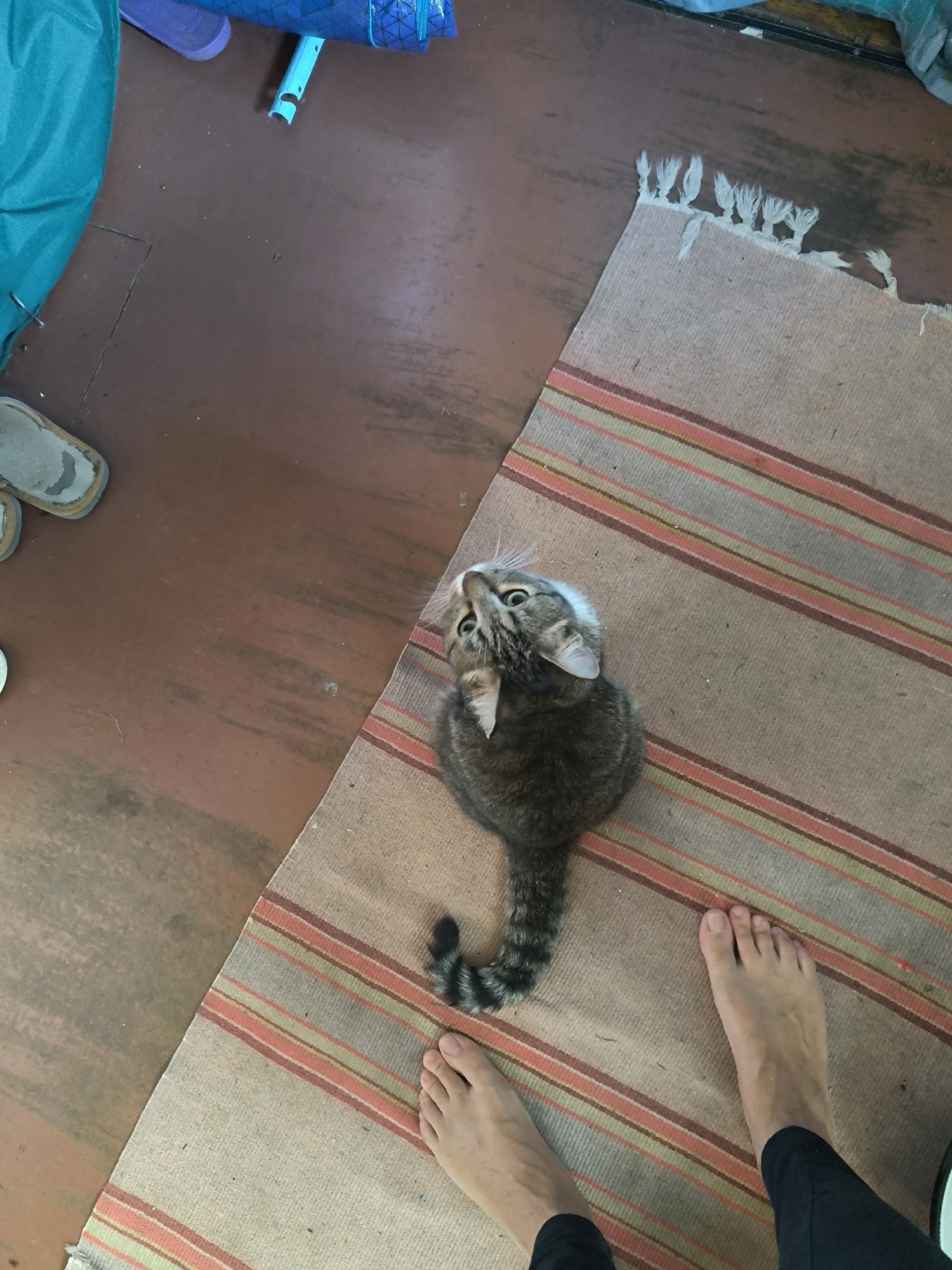 A tabby cat is sitting on a striped rug on a wooden floor in a room. The cat is looking up. Two bare feet are visible on the rug. A piece of teal fabric is to the left of the frame. There are a pair of dirty flip-flops and a blue object on the floor. The scene appears to be indoors, possibly in a residential setting in the city of Maiskii, Russia.