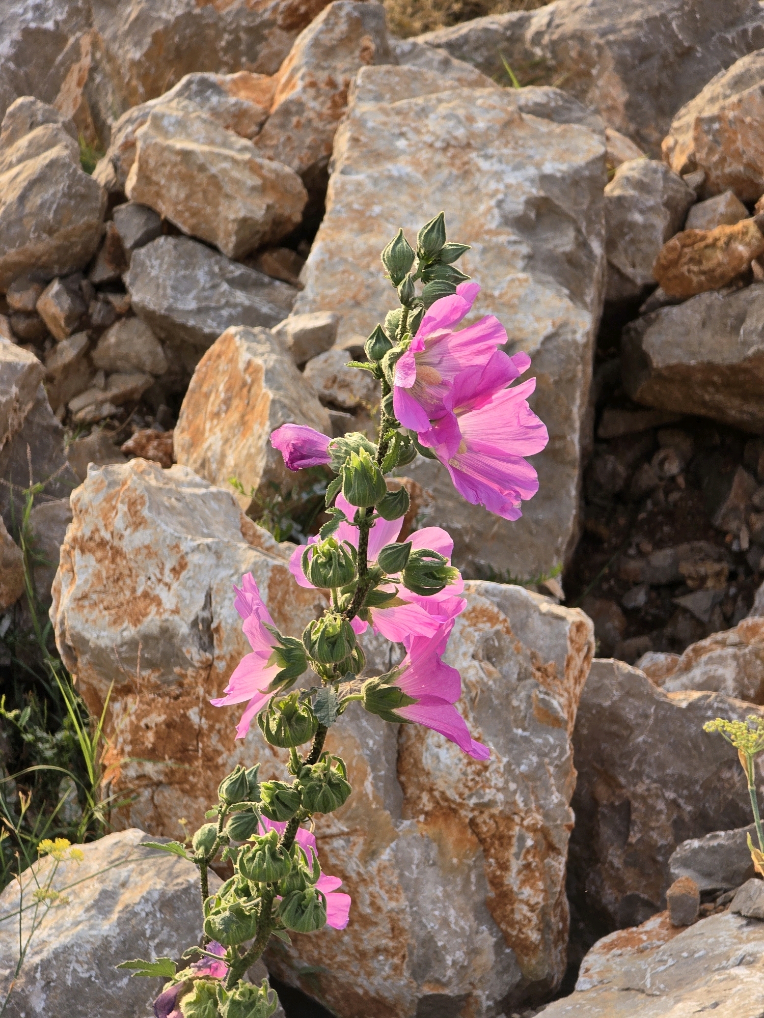 A close-up, low-angle shot captures a delicate sprig of pink hollyhock flowers and buds against a backdrop of large, rough, tan and gray rocks. The flowers, a vibrant pink, are in various stages of bloom, with some fully open and others in bud. The stem is green and covered in small, fuzzy buds. The rocks are large and irregularly shaped, some appearing weathered and cracked, others smooth and rounded. The scene is outdoors, likely in a natural or semi-natural setting, given the prominent rock formations. There are no people visible in the image. The lighting suggests it is daytime, possibly late afternoon or early morning, with the sun casting a warm glow on the scene. The environment appears arid or rocky, consistent with a Mediterranean or similar climate. There is no discernible indication of the city of Donja Vrbica, Montenegro.