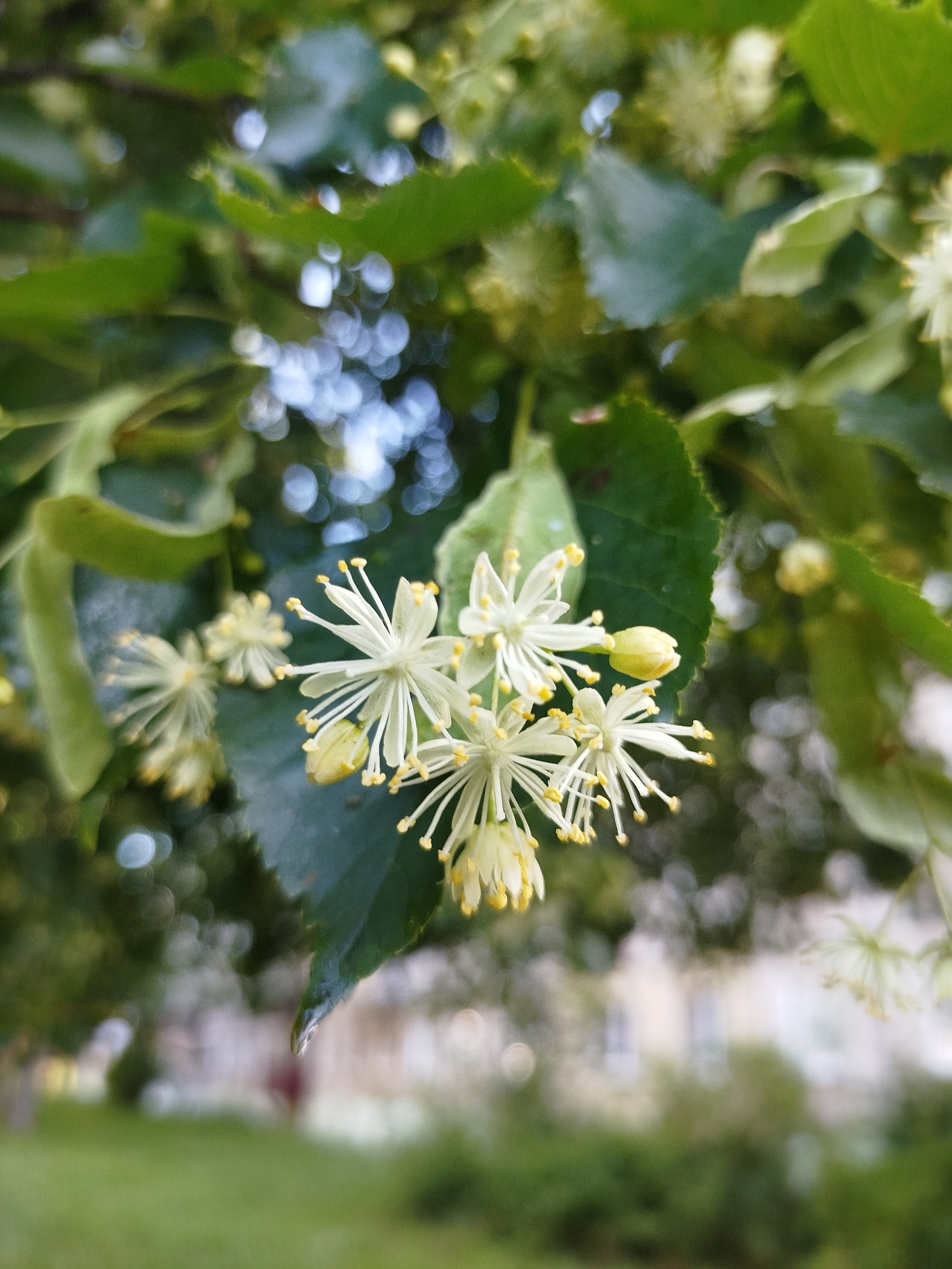 A close-up, shallow depth-of-field shot captures a cluster of delicate white linden flowers in bloom. The flowers, with their prominent yellow stamens, are the primary focus, set against a backdrop of soft green leaves. The blurred background reveals dappled sunlight filtering through the foliage, creating bokeh effects. The overall impression is one of natural beauty and tranquility, suggesting a peaceful outdoor setting. The location is confirmed as Navapolatsk, Belarus, by the presence of a distant, out-of-focus building that is characteristic of urban architecture in the region. No people or animals are visible in the image.