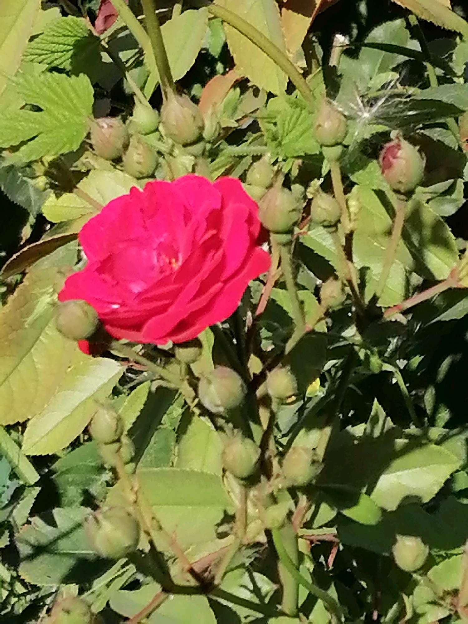 The image shows a close-up of a bright pink rose in bloom, surrounded by several rosebuds and green foliage. The rose has many petals and appears to be in full bloom, with some lighter pink hues in the center. The rosebuds are small and green, in various stages of development. The background consists of lush green leaves and stems, some of which are casting shadows. The lighting suggests it is a sunny day, with some highlights on the rose petals and a sparkle of light on a strand of what appears to be spider silk or fine plant material near some of the buds. The scene is outdoors, likely in a garden or natural setting. There are no people or animals visible in the image. There is no contextual information available to place this image specifically within Rostov-on-Don, Russia.