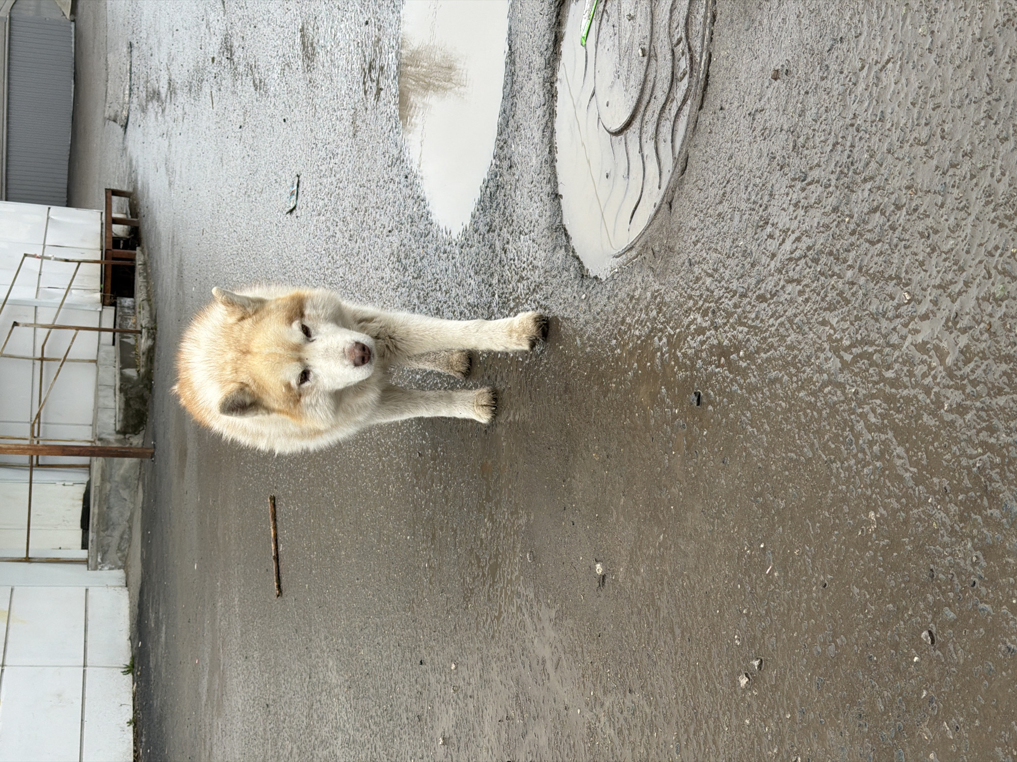 The scene is an urban outdoor space in Berezniki, Russia. The ground is wet asphalt with puddles reflecting the sky. A manhole cover is present, its surface also covered with water. A dog, with light tan and white fur, stands on the asphalt looking up at the camera. A small stick rests on the ground near the dog. In the background, there is a building with white walls, a metal railing, and what appears to be some wooden furniture or equipment.