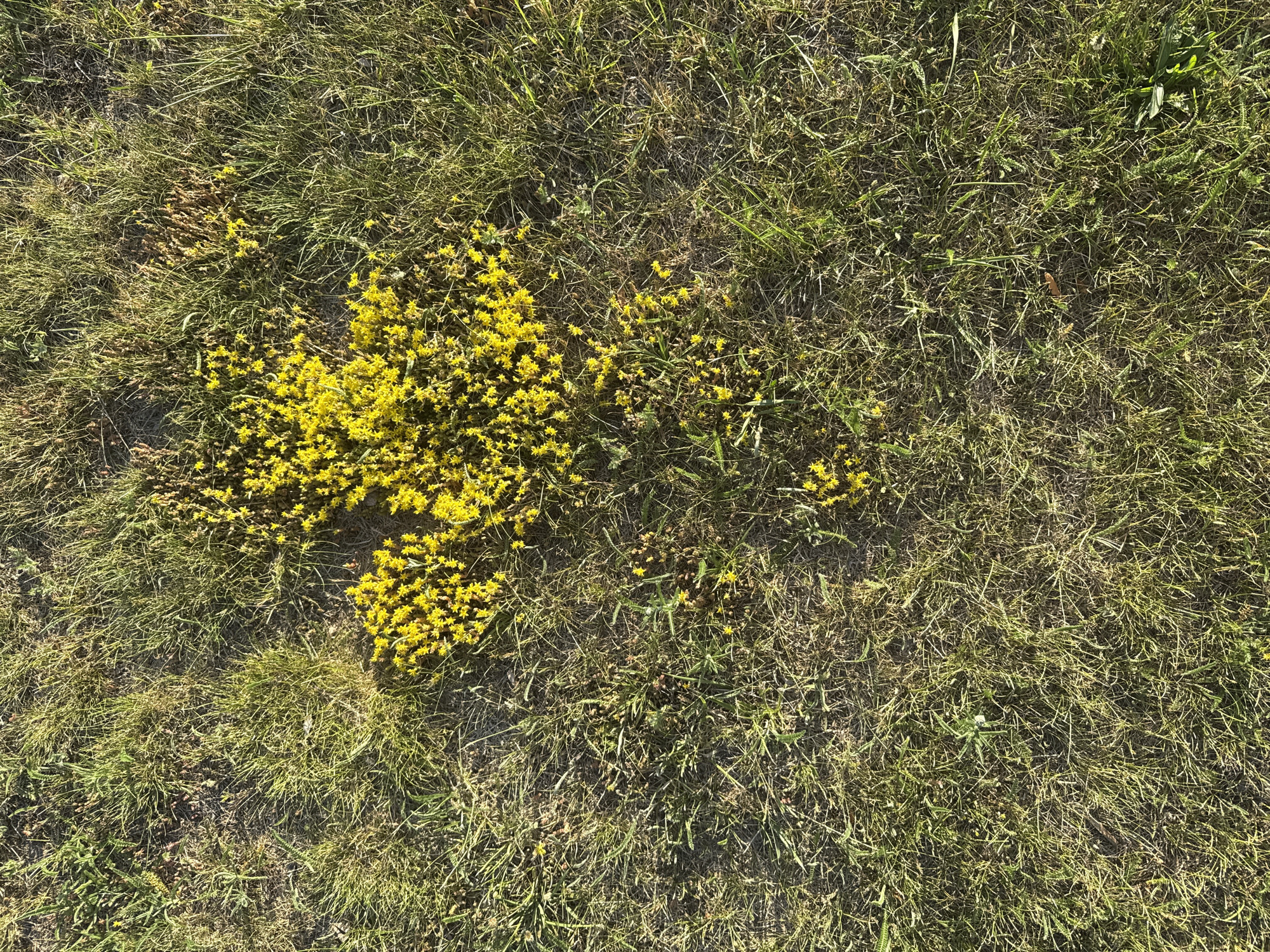 A close-up, overhead view of a patch of grass with small yellow flowers. The grass is mostly green with some dried brown blades mixed in. The yellow flowers are clustered together in the center of the frame, forming a shape that resembles a clover. The lighting suggests it is daytime, with shadows visible on the grass. The scene appears to be outdoors, possibly in a park or a lawn. There are no people or animals visible in the image. The location is not specified within the city of Unknown, Unknown.