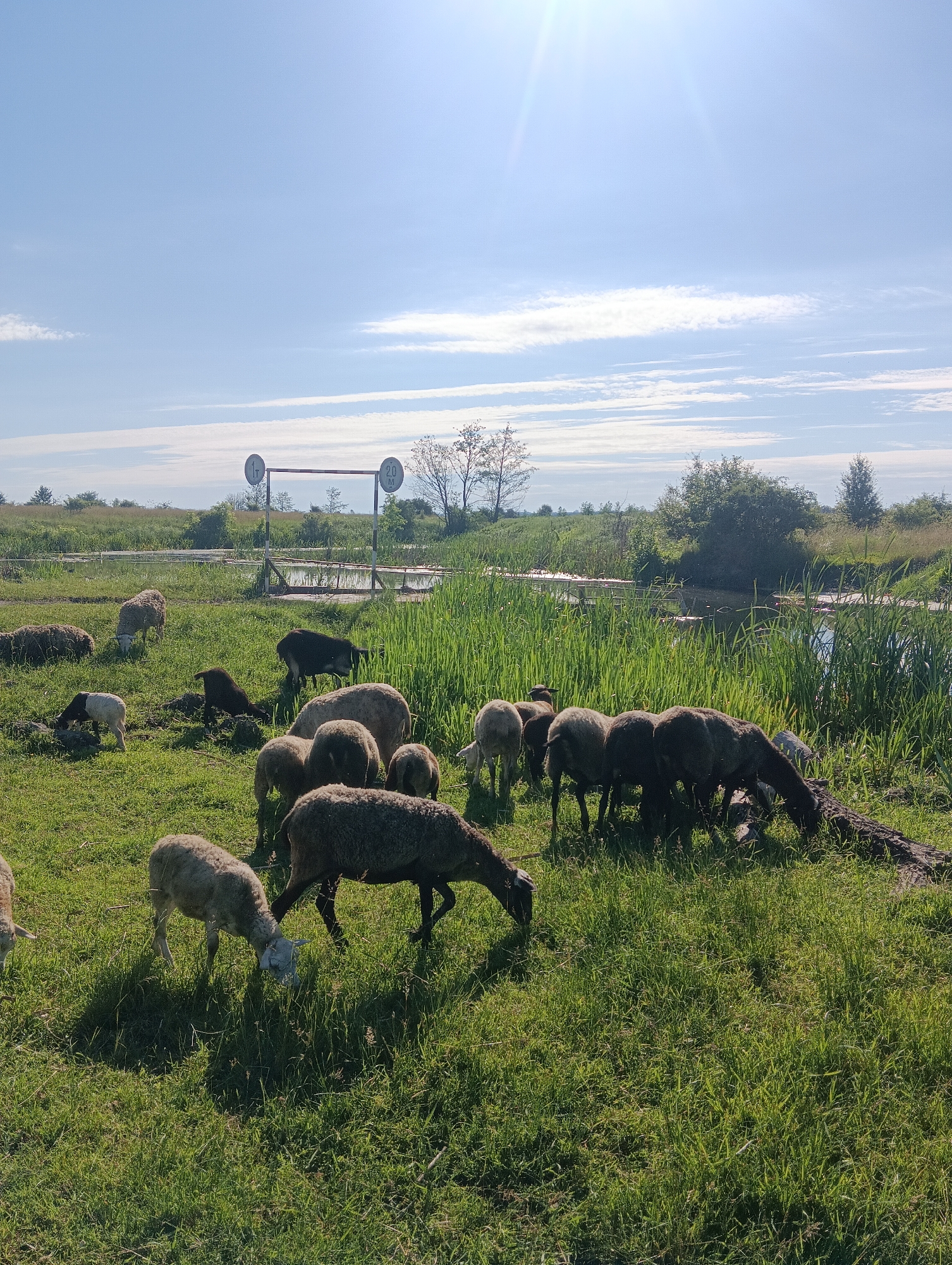 A flock of sheep grazes in a grassy field under a bright, sunlit sky. The sheep are of various colors, including white, black, and brown, and some are eating grass while others stand and survey their surroundings. In the background, a body of water, possibly a river or pond, is visible, bordered by tall green reeds. Beyond the water, a line of trees and vegetation stretches across the horizon. Two circular signs on posts stand in the middle ground, one displaying "1T" and the other "2.0 M", indicating weight and height restrictions respectively. The overall scene depicts a peaceful rural landscape.