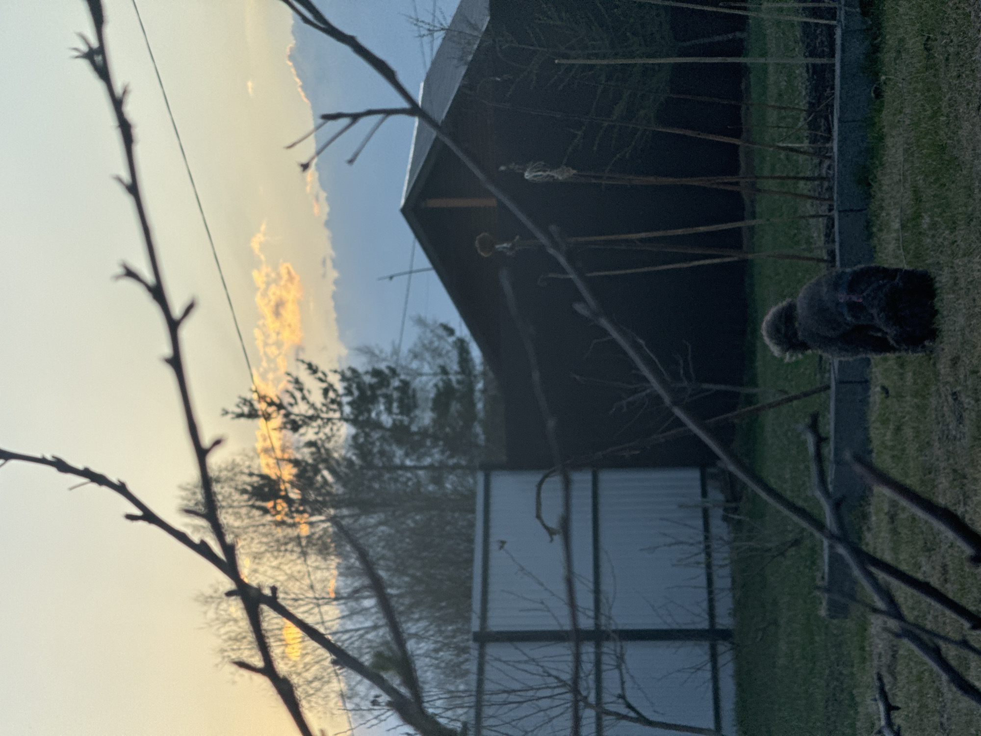 The image depicts an outdoor scene, possibly a backyard, in Emel'yanovo, Russia. In the foreground, bare tree branches are visible, partially obscuring the view. A gray and white metal fence stands in the midground, behind which are trees without leaves. A dark, gable-roofed building is situated further back, and behind it is what appears to be the sky at sunset with golden-colored clouds. On the right side, a small, dark-colored animal sits on the grass next to thin, upright stakes which may be part of the fence. The scene is somewhat obscured by the branches and lighting, but provides a general view of a backyard or garden setting.