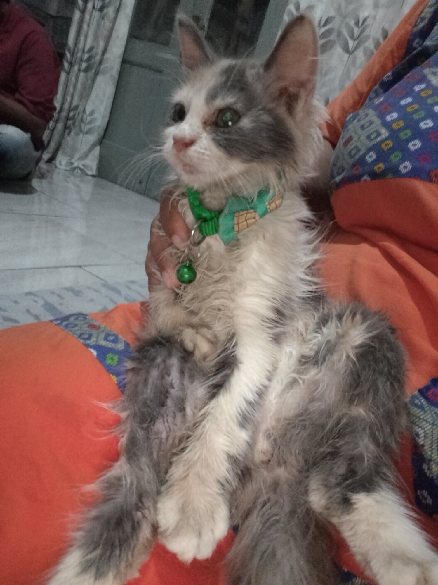 A long-haired, grey and white cat with a green collar and a bell is being held by a person on what appears to be a bright orange fabric surface. The cat has a pink nose and green eyes, and its fur appears somewhat disheveled. Behind the cat, there is a person in a dark red shirt and patterned curtains. The floor visible in the background is tiled. The scene suggests an indoor environment, likely a domestic setting within Raci, Indonesia.
