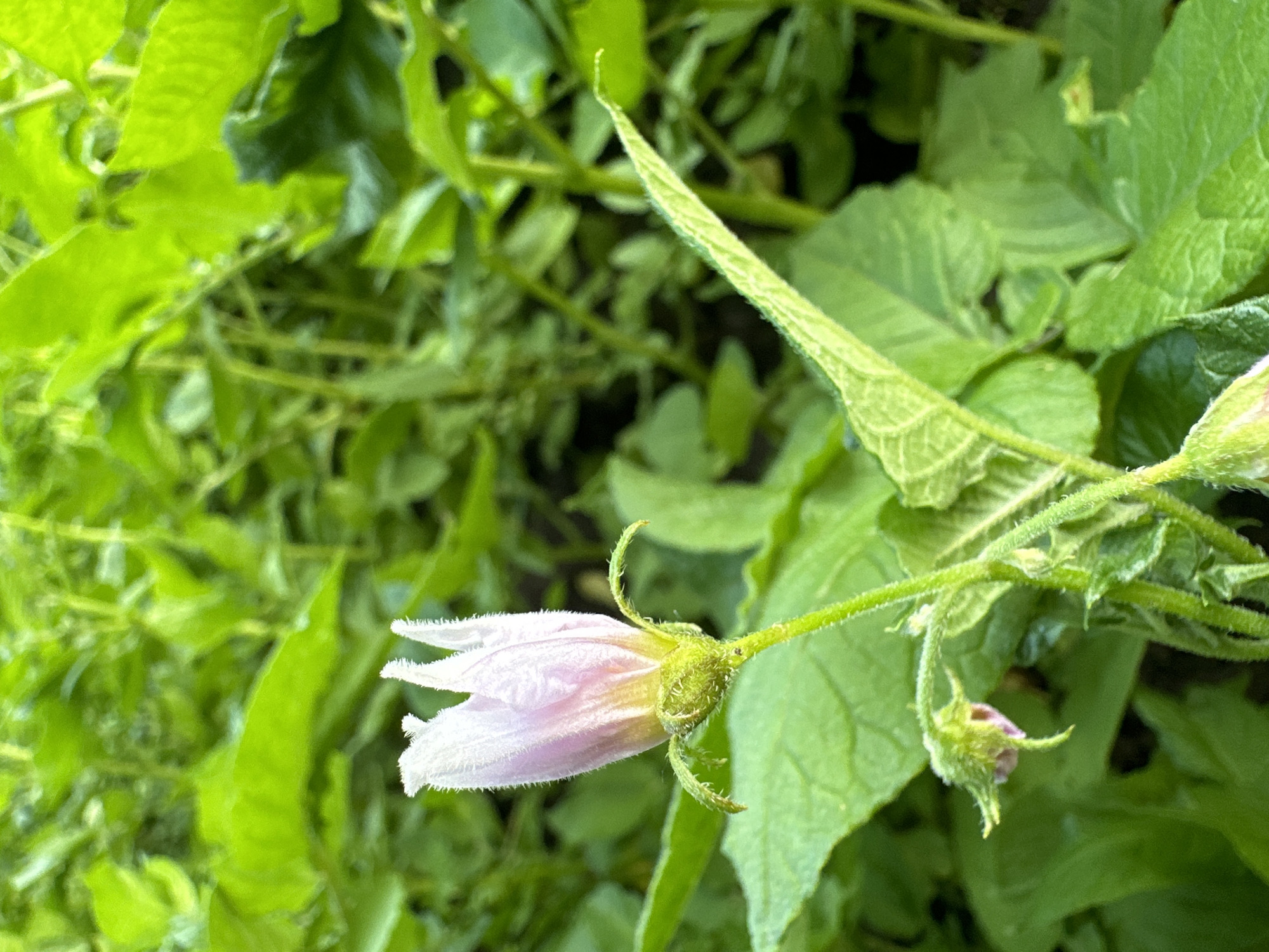 A close-up shot focuses on a delicate, pale pink flower bud that is just beginning to open, surrounded by lush green foliage. The flower, positioned in the lower-middle of the frame, has thin, wispy petals with a slightly fuzzy texture. A thin, green stem supports the bud, which appears to be part of a larger plant. The background is a soft blur of various shades of green, suggesting a garden or natural outdoor setting. The lighting appears to be natural daylight, casting a gentle glow on the flower. Another smaller, unopened bud is visible to the right of the main subject, also green and fuzzy. The image conveys a sense of growth and anticipation, capturing a moment in nature.