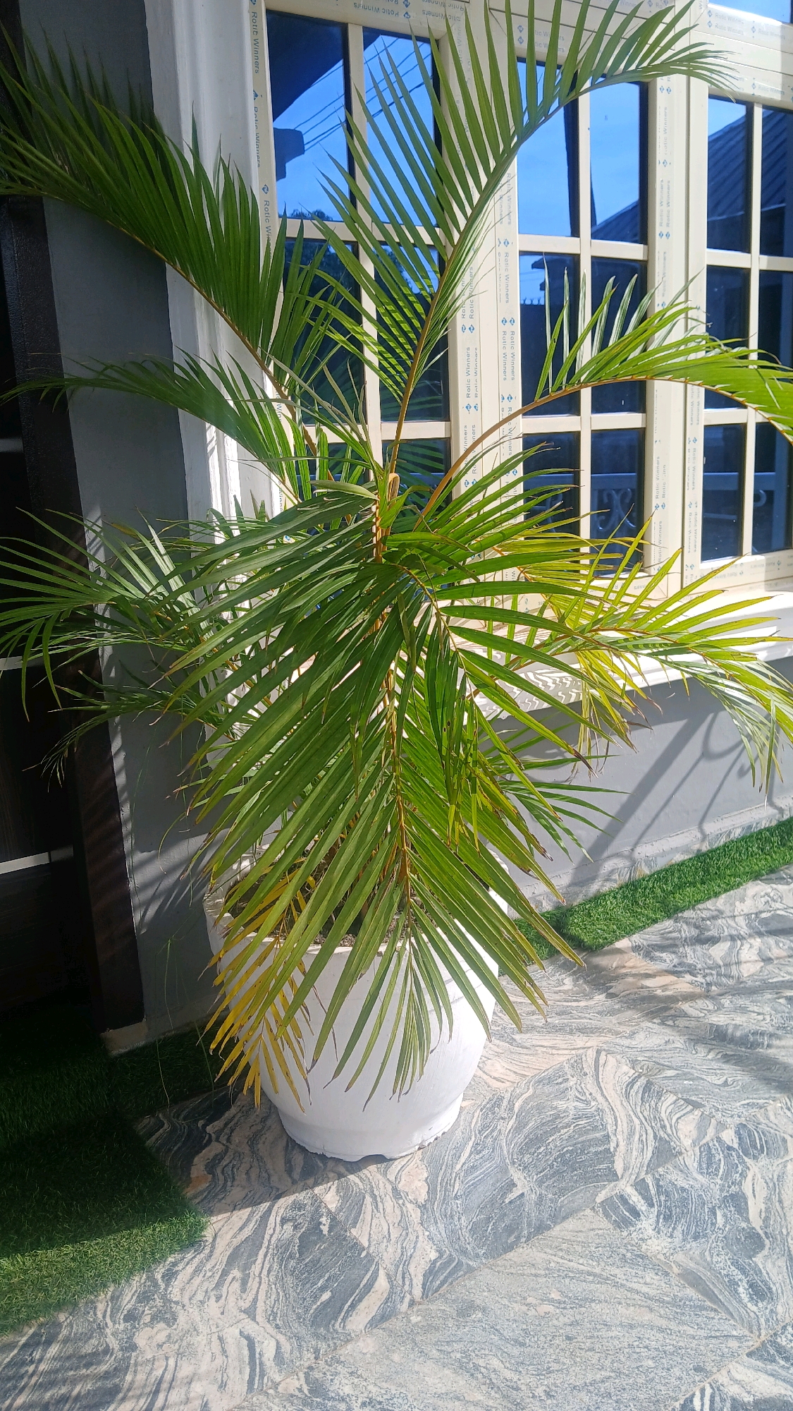 A potted palm plant is situated outdoors on a patterned tiled surface, in front of a window with blue reflective glass. The plant has green fronds, some of which show yellowing tips. The window is framed by white material with text visible, and the building exterior is light gray. Artificial green turf is visible on the left and right sides of the image. The scene appears to be in Gura Top, Nigeria, given the context provided.