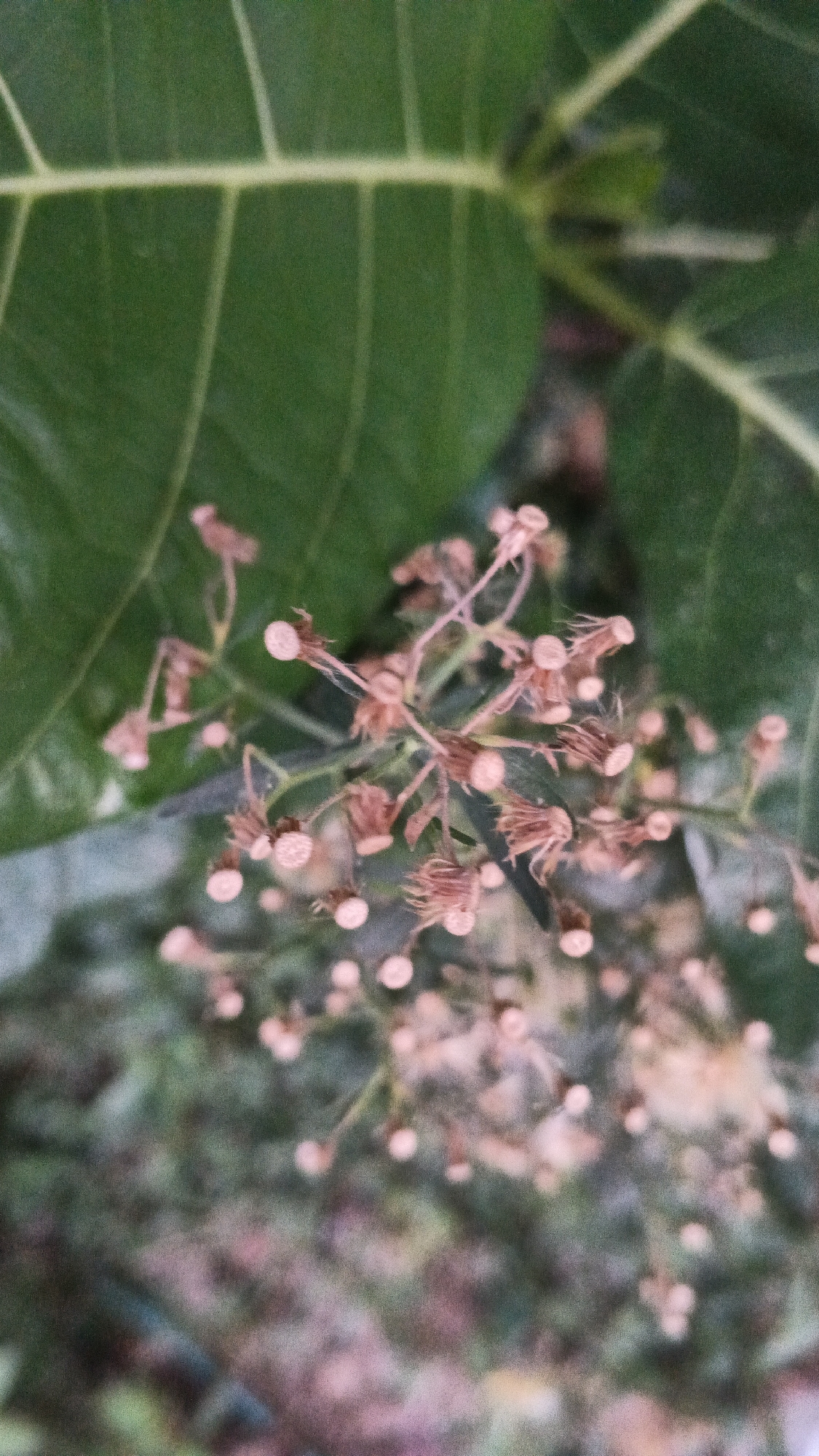 A close-up, vertical, medium shot shows a cluster of small, light pink flower buds against a blurred background of green leaves and a textured, muted ground. The flower buds are on thin, brown stems, with some appearing to be partially opened. The leaves in the background are large and have visible veins, with a soft green hue. The overall lighting is soft and diffused, creating a shallow depth of field that blurs the background and emphasizes the delicate details of the flower buds.