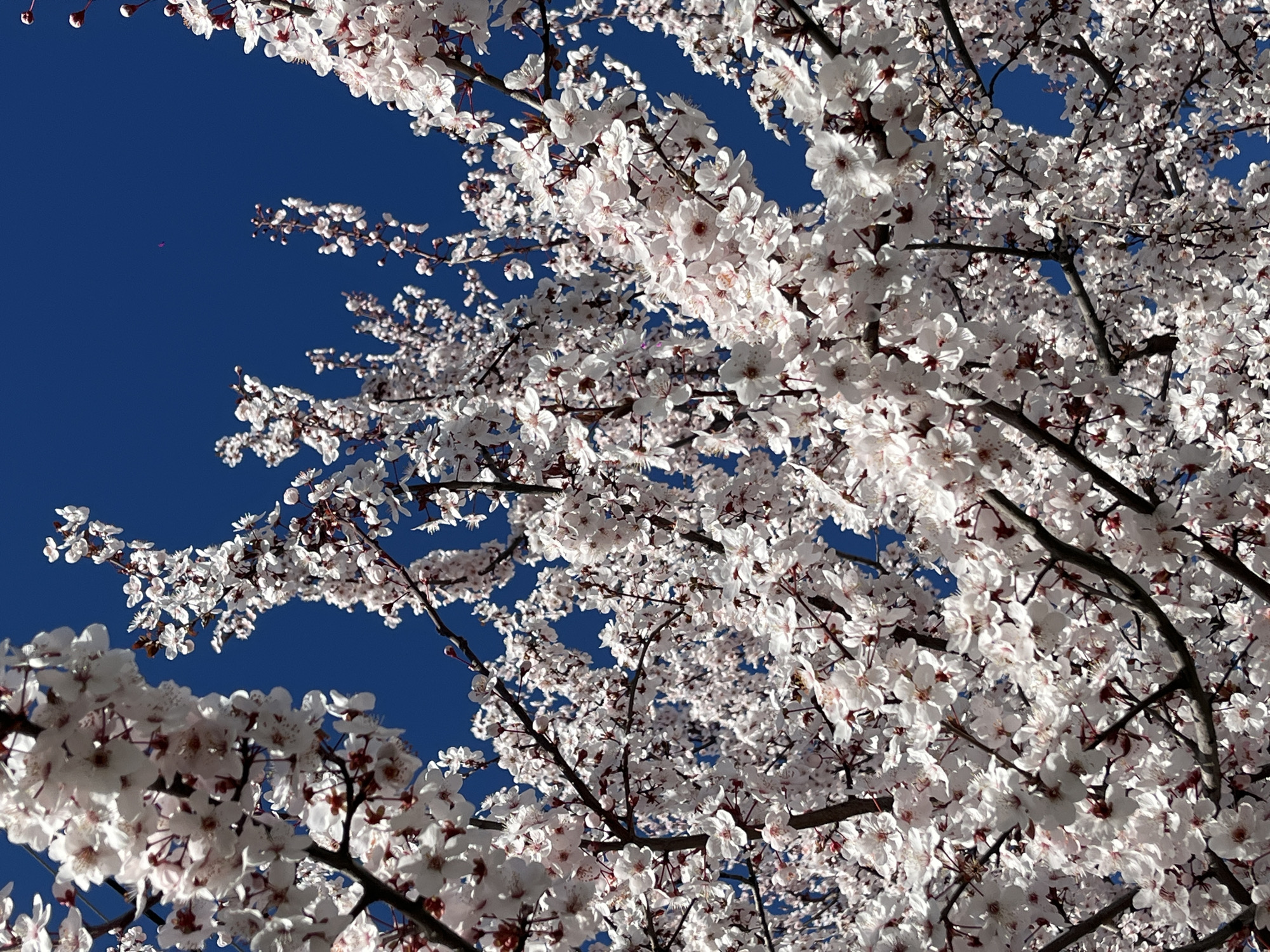 The image shows a tree with white and pink blossoms against a bright blue sky. The branches are dark brown. The blossoms are densely packed, filling most of the frame. The perspective is from below, looking up into the tree. No people are visible. There is no indication of the location of Novopokrovskaya, Russia.