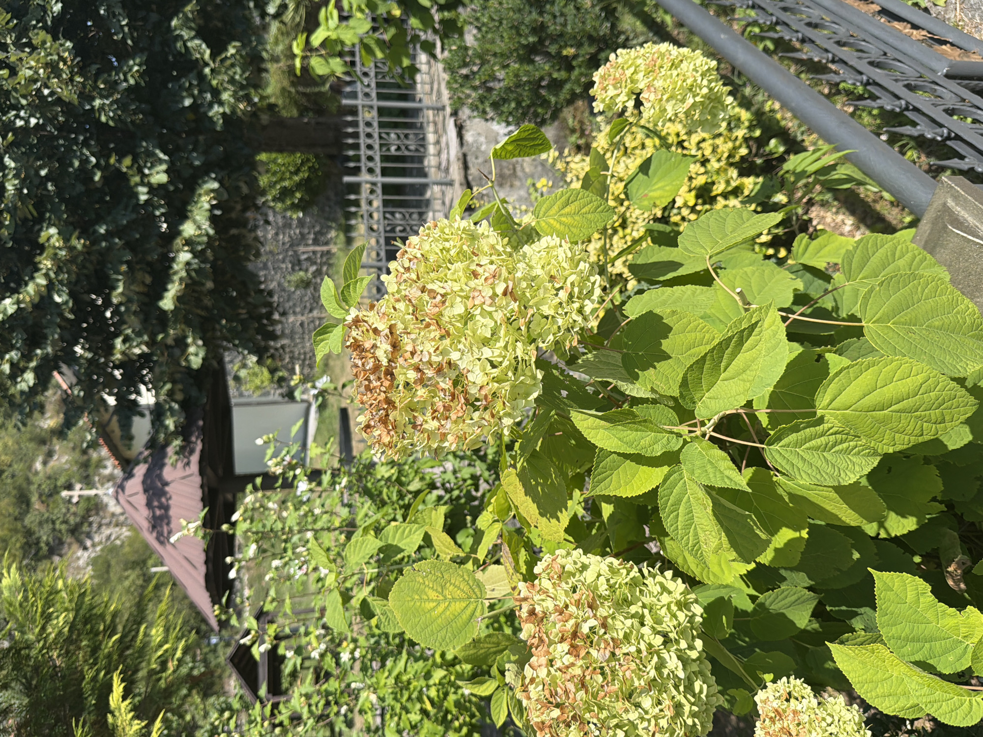 In Manastir Morača, Montenegro, on a sunny day, a close-up shot focuses on a cluster of large, light green hydrangea flowers, some of which show browning at the tips. These flowers are surrounded by lush, vibrant green foliage. In the background, a dark brown, multi-sided roofed structure, possibly a gazebo or pavilion, is visible, topped with a white cross. Beyond that, a weathered stone wall and a decorative black metal fence line a pathway. A large, leafy tree with dark green foliage dominates the upper right portion of the frame, casting shadows. The scene suggests a tranquil outdoor setting, likely within the monastery grounds.