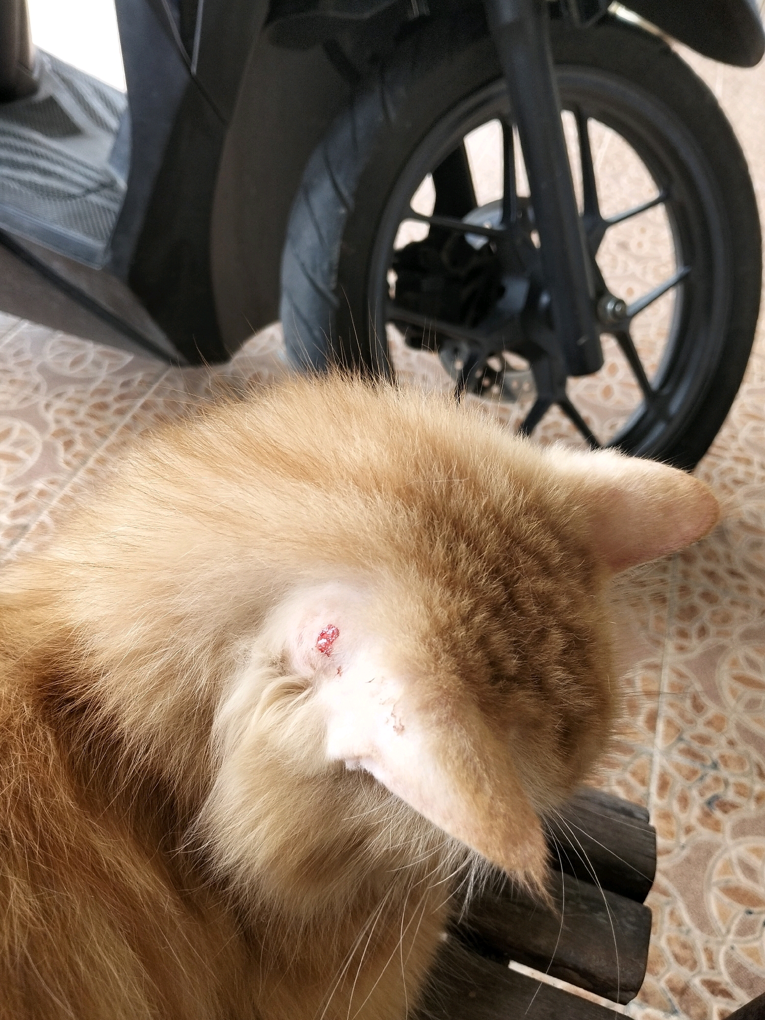 A close-up shot focuses on the hindquarters of a ginger-colored cat, which appears to be resting on a surface with a patterned tiled floor visible beneath. The cat has a small, red, and seemingly irritated patch on its fur, possibly a wound or skin issue, located near its ear. In the background, a black motorcycle is partially visible, with its wheel and some body panels in focus. The scene appears to be outdoors, possibly in a residential area or parking space within Arang Limbung, Indonesia.