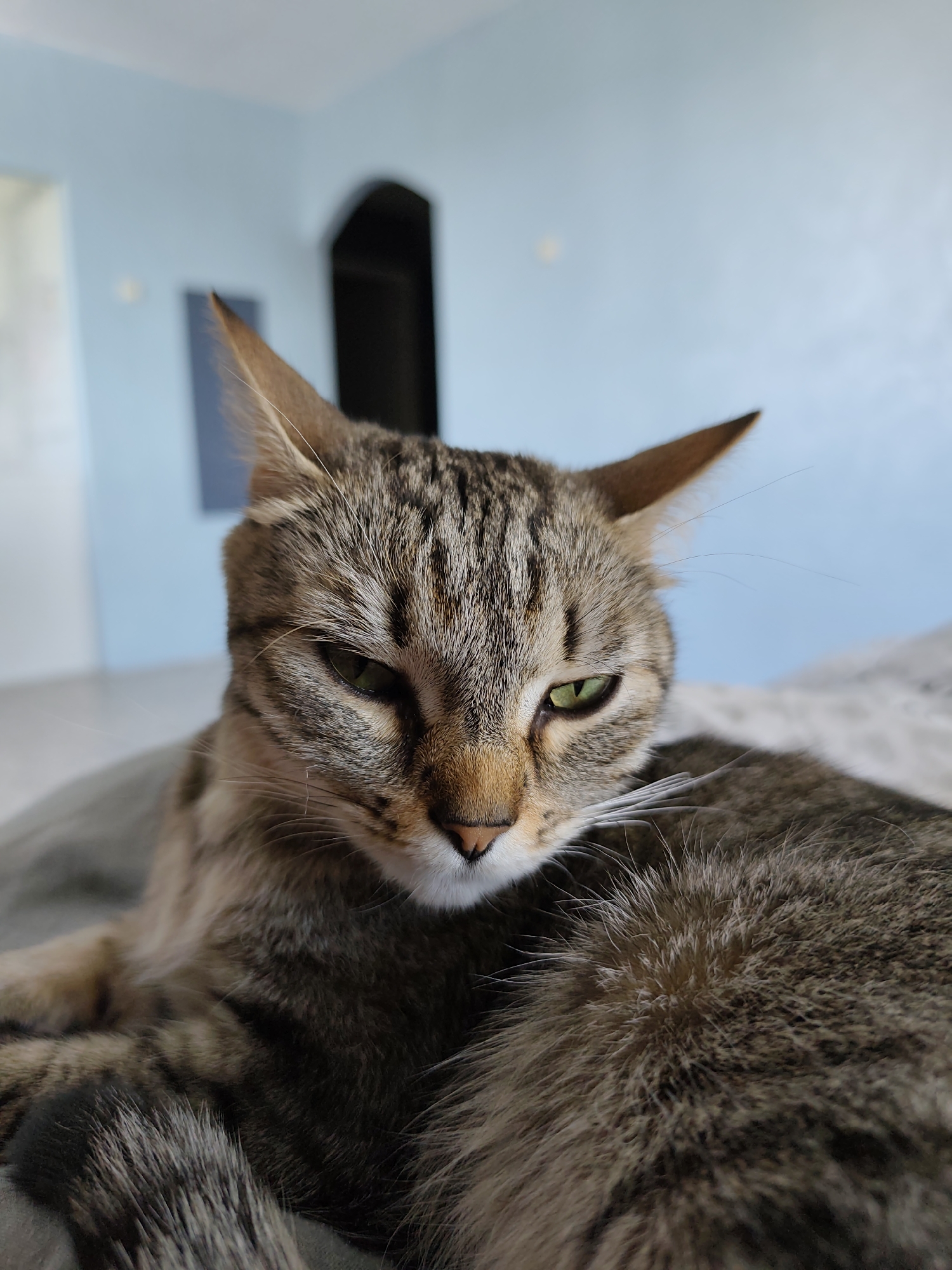 A close-up photograph shows a tabby cat resting on a gray surface. The cat's face is prominent, with its green eyes appearing slightly squinted and focused downwards. The cat's fur exhibits a mix of brown and gray stripes. The cat has erect ears with slightly pointed tips. In the blurred background, a light blue wall is visible, and a dark arched doorway. The location in the city of Chaikovsky, Russia, cannot be determined from the given image.