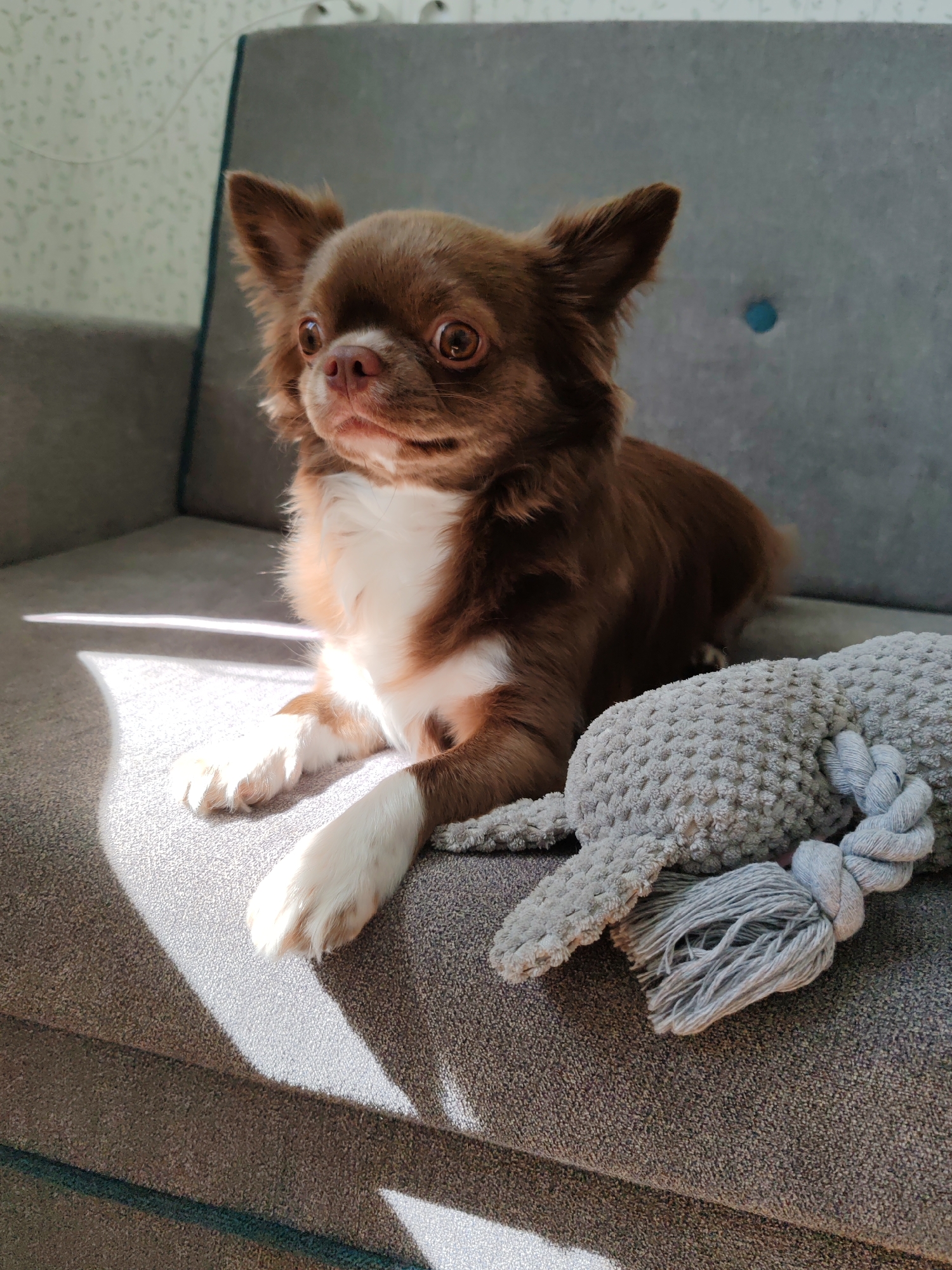 A long-haired, chocolate-colored Chihuahua with white markings on its chest and paws is resting on a gray sofa. A gray plush toy with rope accents is positioned next to the dog. Sunlight streams in from the left side of the image, casting shadows across the sofa and the dog. The background consists of a wall with a textured pattern and a small blue circular accent. The scene appears to be indoors, likely in a residential setting within the Сеніцкі сельскі Савет, Belarus.