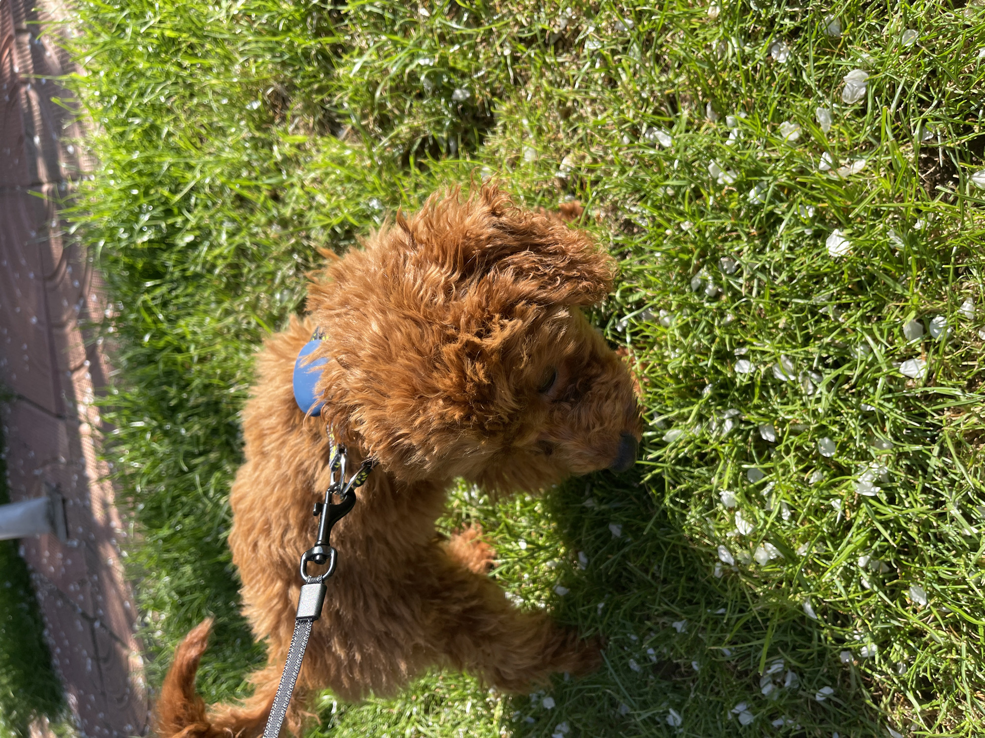 An eye-level, slightly high-angle shot shows a brown poodle-like dog on grass. The dog, positioned in the center, is wearing a blue collar and a black leash with a silver clip. The leash extends downward, out of view. The dog is facing to the right with its head slightly down, looking at the grass. The grass is green with scattered white flower petals. The bottom left corner shows part of a grey pole and a section of a brick surface. The location of the photograph is not discernible from the visual information.