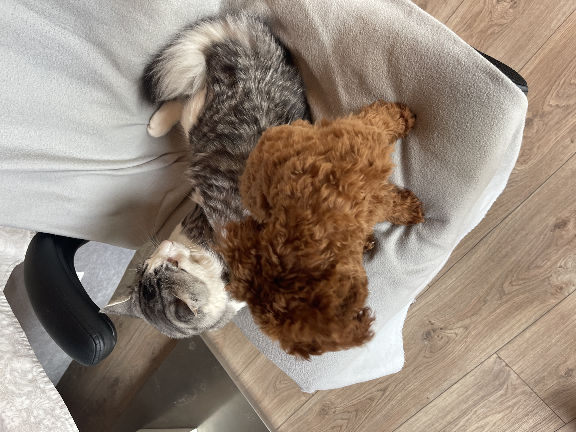 The image depicts a tabby cat and a brown poodle puppy resting together on a light gray blanket draped over a chair. The cat is lying on its back with its head tilted up, while the puppy is nestled next to it. The scene is indoors, with a wooden floor visible. The location is not identifiable as Sofia, Bulgaria from the given image content.