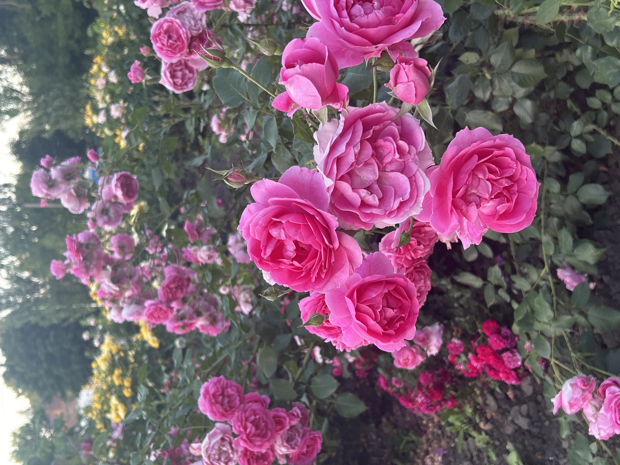 The image depicts a close-up view of a rose garden. The foreground is dominated by several vibrant pink roses, some in full bloom and others as buds, with lush green leaves. In the background, there are more roses of varying shades of pink and yellow, interspersed with green foliage. The setting appears to be an outdoor garden, possibly within the village of Ivanivka, Ukraine, given the context provided. The lighting suggests it is either early morning or late evening, with a soft, diffused light. No people or specific actions are visible, focusing solely on the floral arrangement.