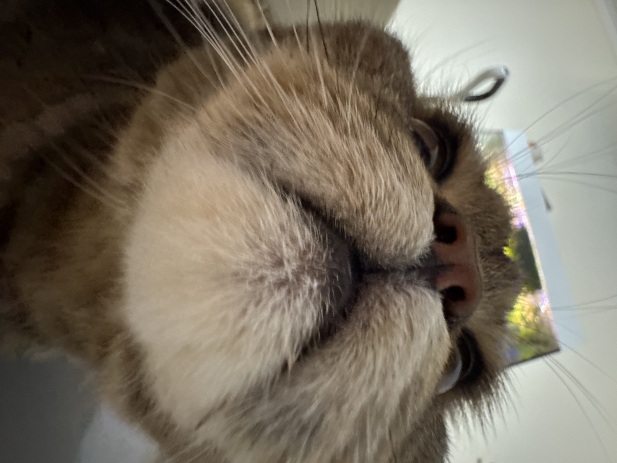 The media file is a close-up, low-angle photograph of a domestic cat's face, tilted at an unusual angle. The cat's fur is a mix of brown and tan tabby markings, with prominent white whiskers fanning out from its muzzle. The cat's eyes are partially open, with dark pupils and an intense gaze. Its nose is a dark pink, and its mouth is slightly open, revealing a glimpse of its teeth. The background is blurred and indistinct, but appears to be an indoor setting with soft, diffused lighting. There is a hint of a reflective surface or object behind the cat's head, which catches the light and shows colorful, abstract patterns. The overall impression is one of intimacy and curiosity, as if the cat is directly interacting with the camera. No text is visible in the image. The location context is Mikhaylovsk, Russia.