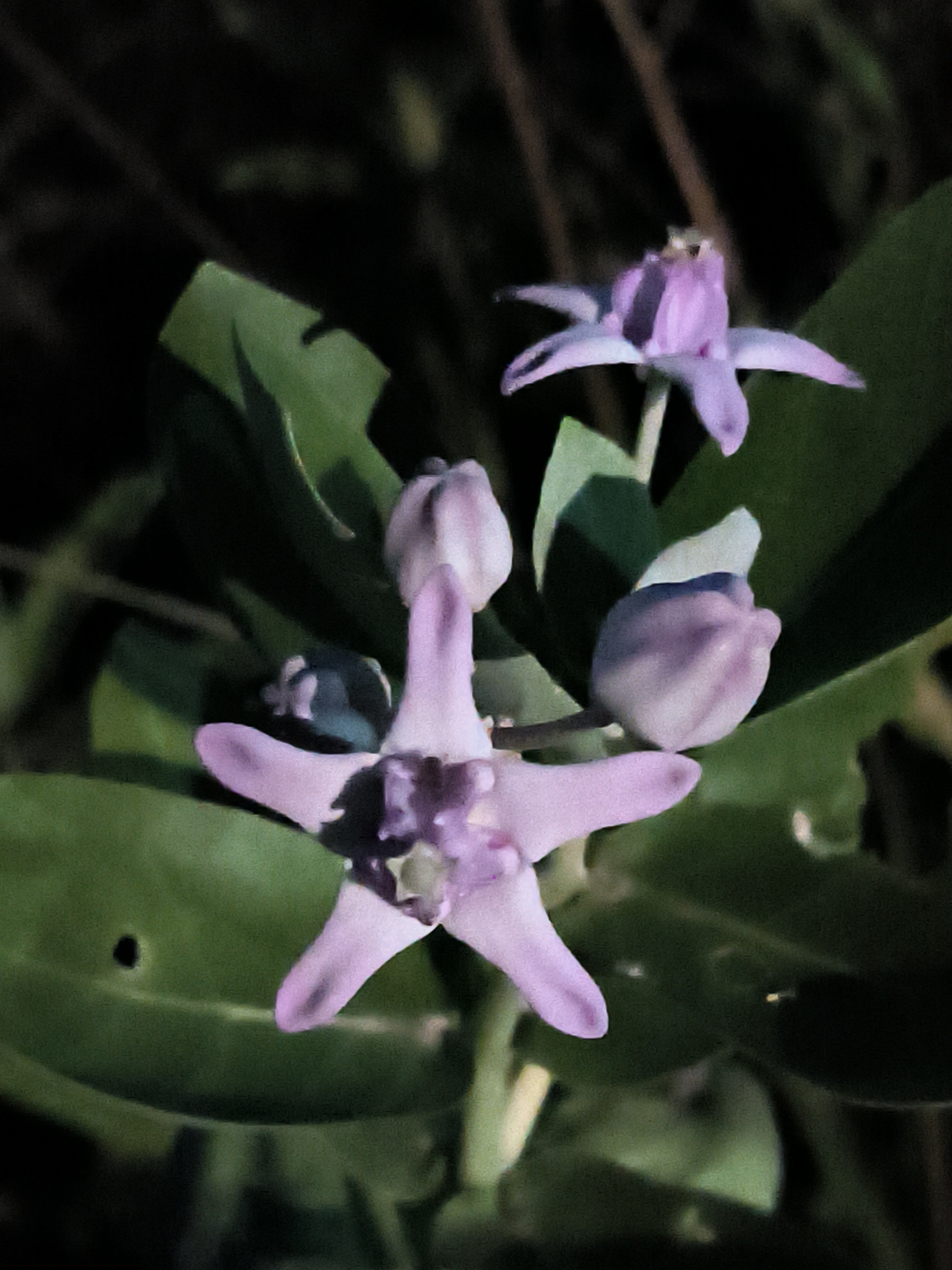 The image shows a cluster of light purple flowers with five petals each, resembling star-shaped blossoms. The flowers are in various stages of bloom, with some fully open and others still in bud form. They are surrounded by large, dark green leaves. The background is dark and blurred, suggesting it is nighttime or a shaded area. There is a small black hole visible on one of the leaves.
The image does not contain any information that would allow for the determination of its location within the city of Lhokseumawe, Indonesia, or any other specific location. There are no people, recognizable landmarks, or contextual clues that point to a particular place.