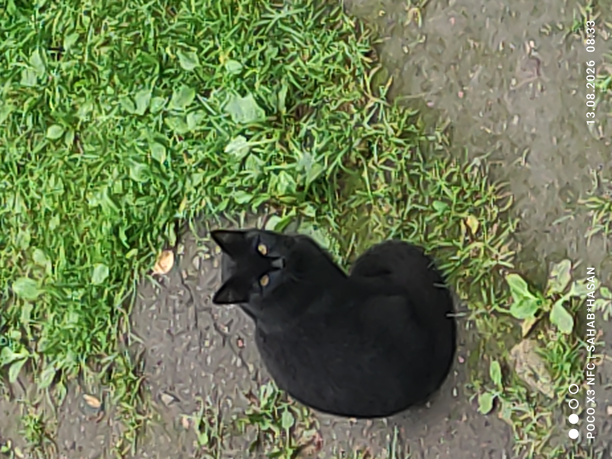 A black cat with yellow eyes sits on a damp, dark ground with sparse green vegetation. The cat is facing the camera and is curled up with its tail wrapped around its body. The background consists of more green grass and wet ground. The lower portion of the image contains text overlays: "POCO X3 NFC | SAHAB*HASAN" and a date and time "13.08.2026 08:33". The scene is outdoors, possibly a park or backyard. There is no indication of the city of Kostroma, Russia, in the image.