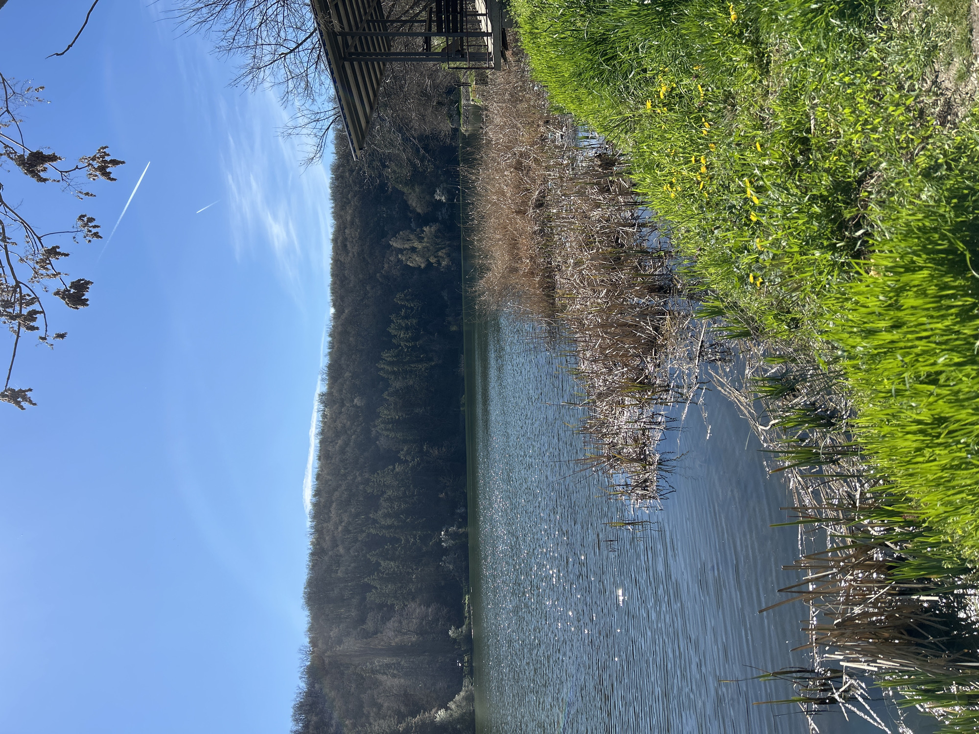 The image depicts a lake surrounded by trees in Pleven, Bulgaria. Reeds and green vegetation line the water's edge. A structure with a roof is partially visible in the top left corner of the frame. The sky is blue with contrails from an airplane.