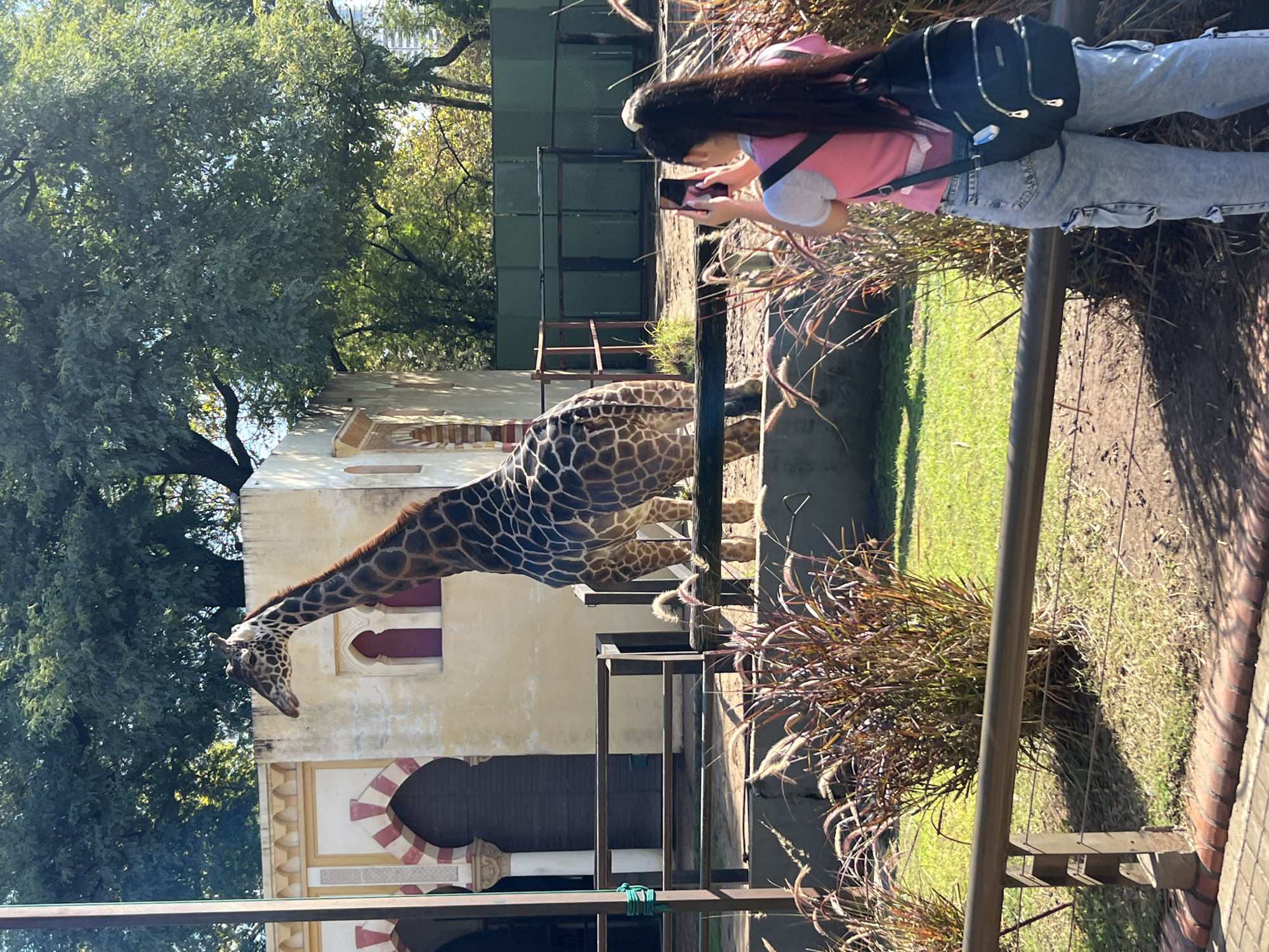 A full, vertical shot captures a scene at the Buenos Aires Zoo in Argentina. A giraffe stands near a building with detailed architectural elements. To the right, a woman in a pink shirt and jeans, holding a smartphone, appears to be taking a picture of the giraffe. A metal barrier and foliage are in the foreground, and trees surround the scene, suggesting an outdoor environment.