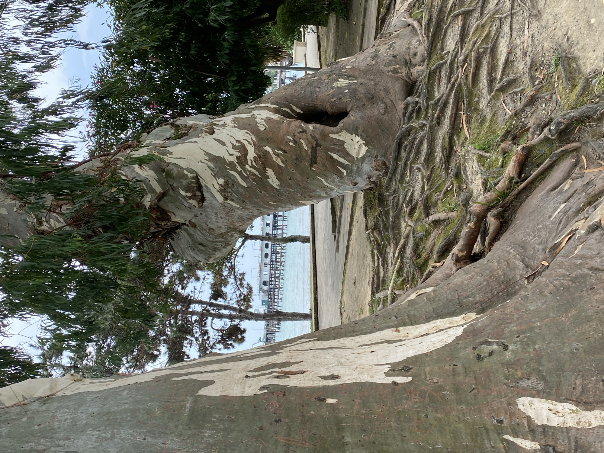 In Sokhumi, Abkhazia, two large, gnarled eucalyptus trees dominate the foreground, their thick, peeling bark displaying patterns of white and green. The tree on the right has a distinctive hollowed-out section near its base. Exposed, intricate root systems spread across the sandy ground, interspersed with patches of moss and fallen leaves. In the background, a calm, blue sea is visible, with a long, white pier extending into the water. A paved walkway and scattered smaller trees line the waterfront. The sky is overcast. No people are present in the scene.