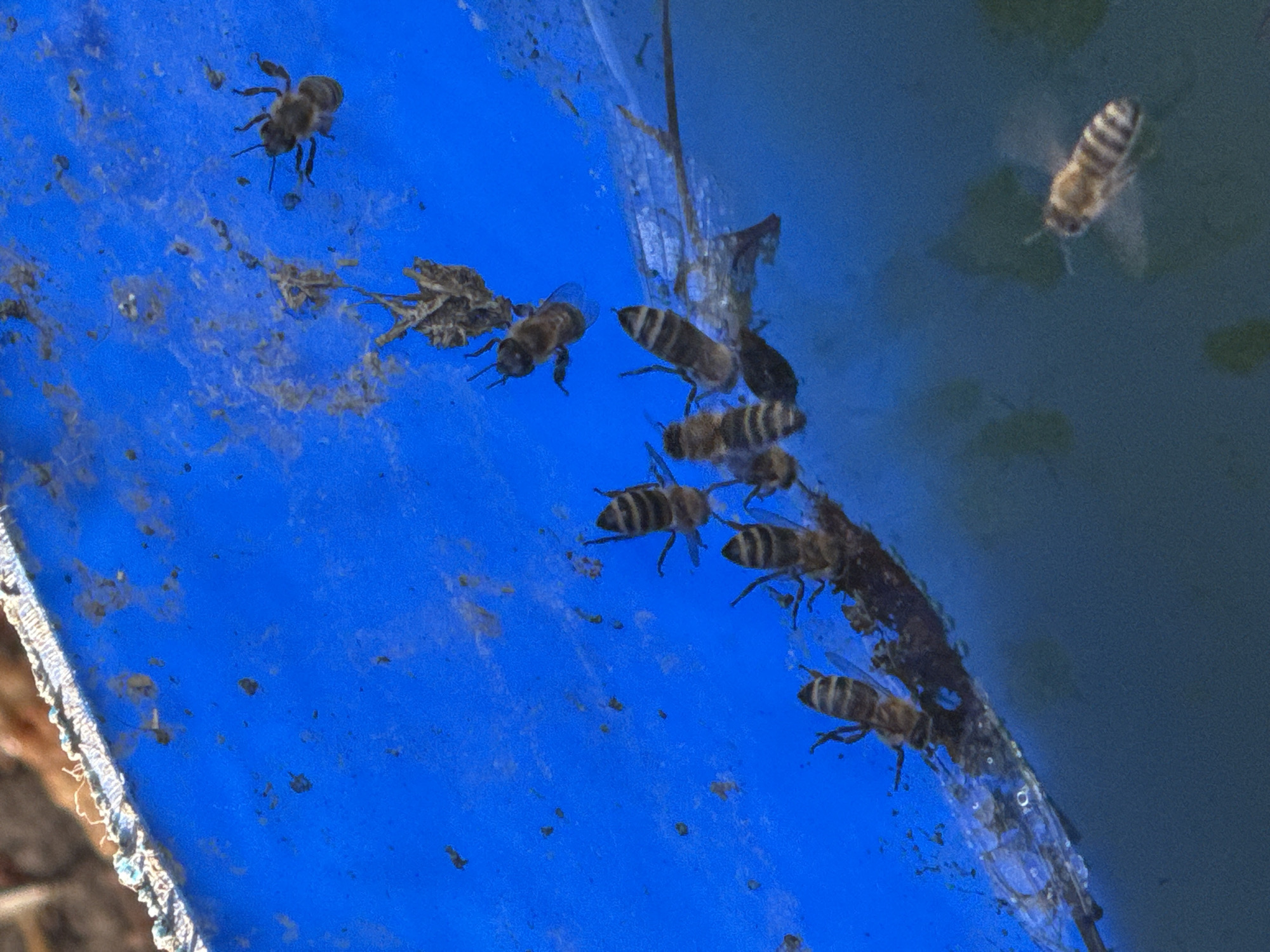 This media file depicts a close-up, slightly angled view of several honeybees on a bright blue, textured surface, possibly the inside of a container or a piece of equipment. The surface appears somewhat weathered and is speckled with small, dark debris, which could be dried dirt or organic matter. The bees, the primary subjects, are varied in their positioning and clarity. Some are sharply in focus, displaying their characteristic striped abdomens and delicate wings, while others are more blurred, suggesting movement or distance. There are approximately eight to ten bees visible, with one bee in the upper left corner, another in the center left, and a cluster of several towards the right and lower right of the frame. A single bee is also visible in the upper right quadrant, appearing almost translucent and blurry.
The blue surface occupies the majority of the image, with a transition to a darker, muted blue or grayish-blue area on the right side, which might represent the surrounding environment or a different part of the object. The lighting suggests it is daytime, casting subtle shadows and highlighting the textures of the bees and the blue surface. There are no people visible, and no text is present in the image. The overall impression is of a naturalistic snapshot of bees interacting with a man-made object, possibly collecting something or resting. The location context of Belitsa, Bulgaria, provides a geographical setting for this observed activity.