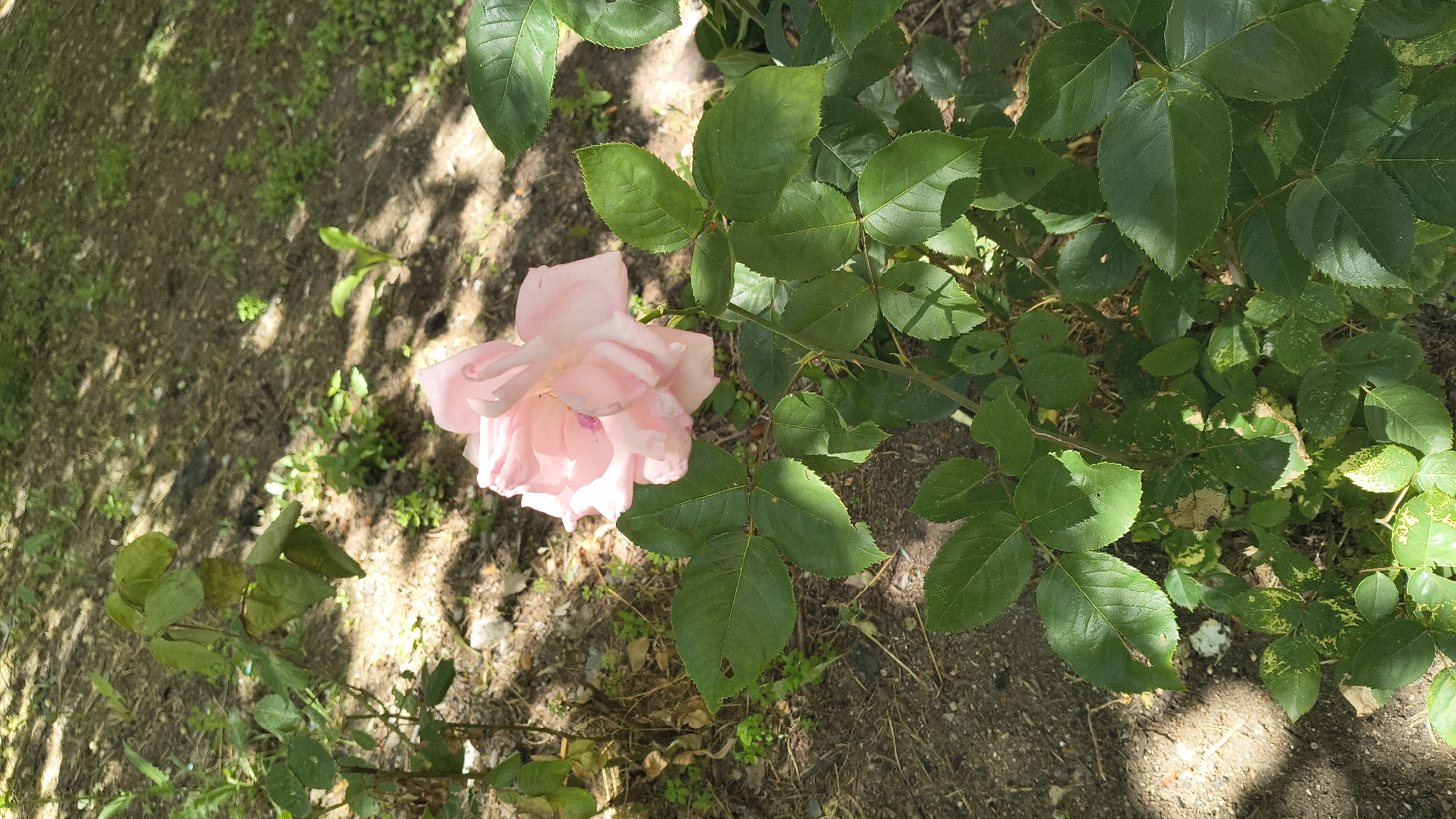 In Shumen, Bulgaria, a single light pink rose blooms amongst lush green foliage, casting delicate shadows on the dry, brown soil and scattered green undergrowth. The rose, its petals unfurling gracefully, is positioned in the center of the frame, with its leaves fanning out around it. Sunlight filters through unseen branches, dappling the scene and highlighting the textures of the petals and leaves. The background is a blur of earthy tones and hints of green, suggesting a garden or park setting.