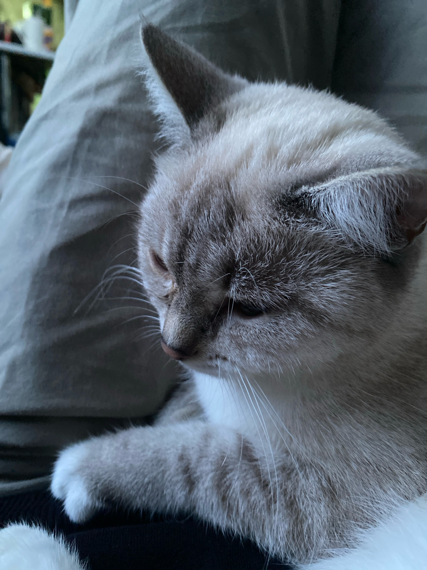 A close-up shot shows a Siamese cat with light-colored fur and darker points on its ears, face, and paws. The cat is resting, with its eyes partially closed and its head tilted down. One of its front paws, with white fur and black pads, is visible in the foreground. The cat is lying on a dark surface, possibly clothing, with a soft, textured fabric in a neutral color forming the background. The lighting is soft, creating a relaxed atmosphere. The image does not provide any specific details about the location in Overyata, Russia.