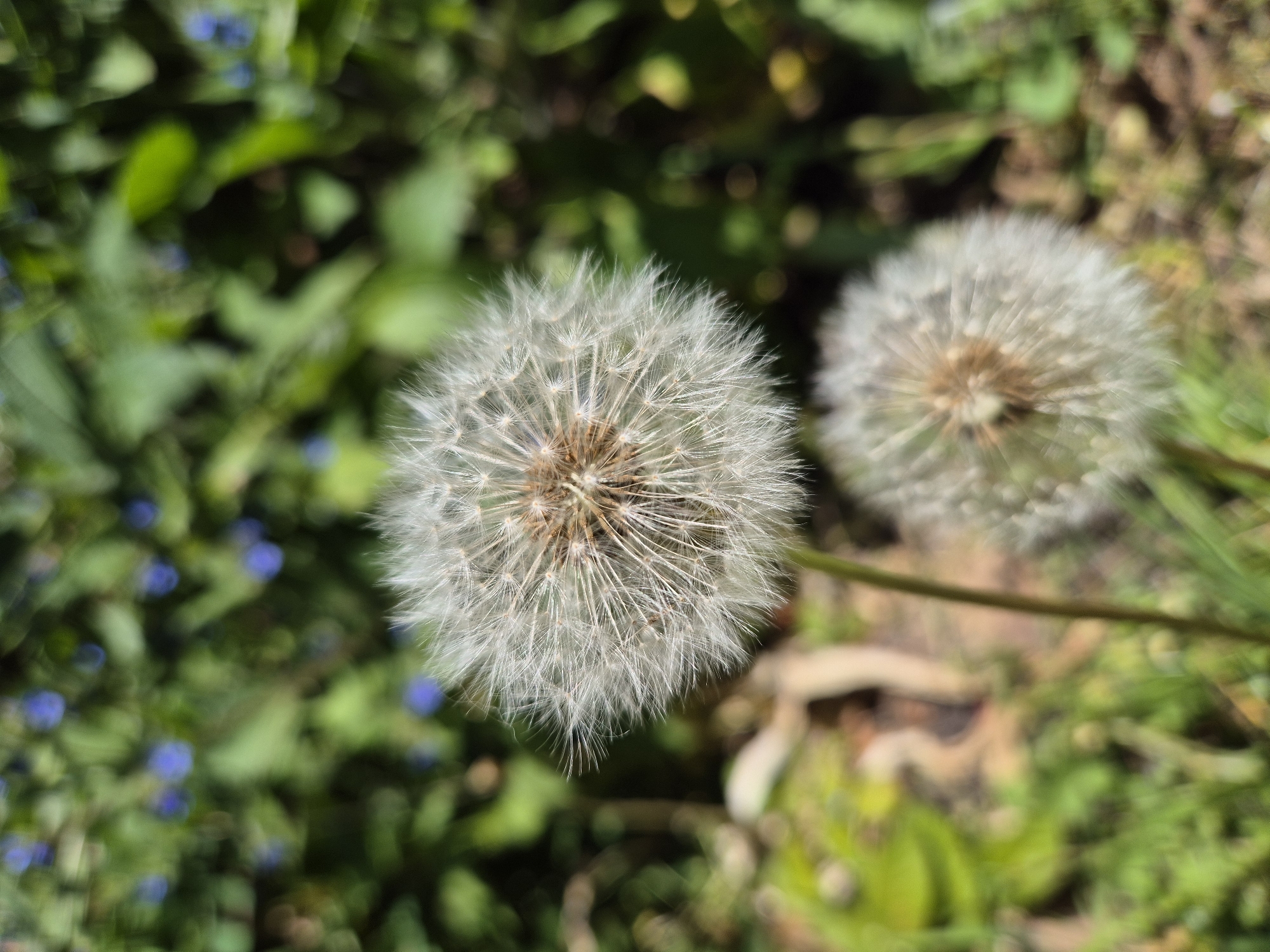 The image shows two dandelion seed heads in focus, against a blurred background of green foliage and small blue flowers. The foreground dandelion is positioned centrally, while the other is slightly behind and to the right. The location appears to be outdoors, possibly in a garden or park in West Suffolk, United Kingdom, given the presence of common plant species. No people are visible, and the focus is solely on the plants and their immediate surroundings.