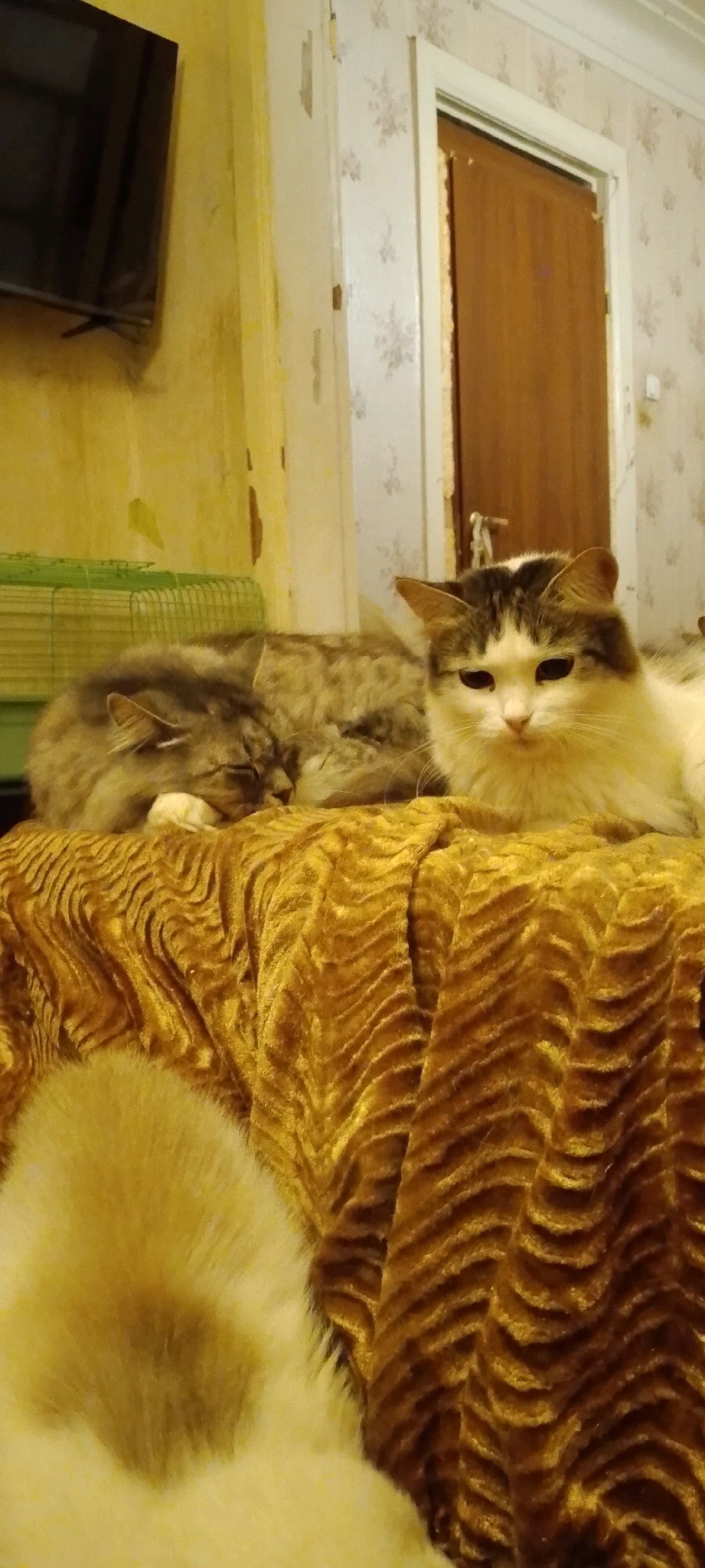 The image depicts an indoor scene, likely a domestic setting, with two cats resting on a textured golden fabric. One cat, with grey and brown fur, is asleep on the left, its head resting on its paws. The second cat, predominantly white with brown markings on its head, is awake and looking towards the camera on the right. A portion of a third, light-colored animal, possibly another cat, is visible in the foreground. In the background, there is a television mounted on a yellow-painted wall, a green cage, a door with brown wood paneling, and patterned wallpaper. There are no people or visible elements that specifically locate this scene within Belgorod, Russia.