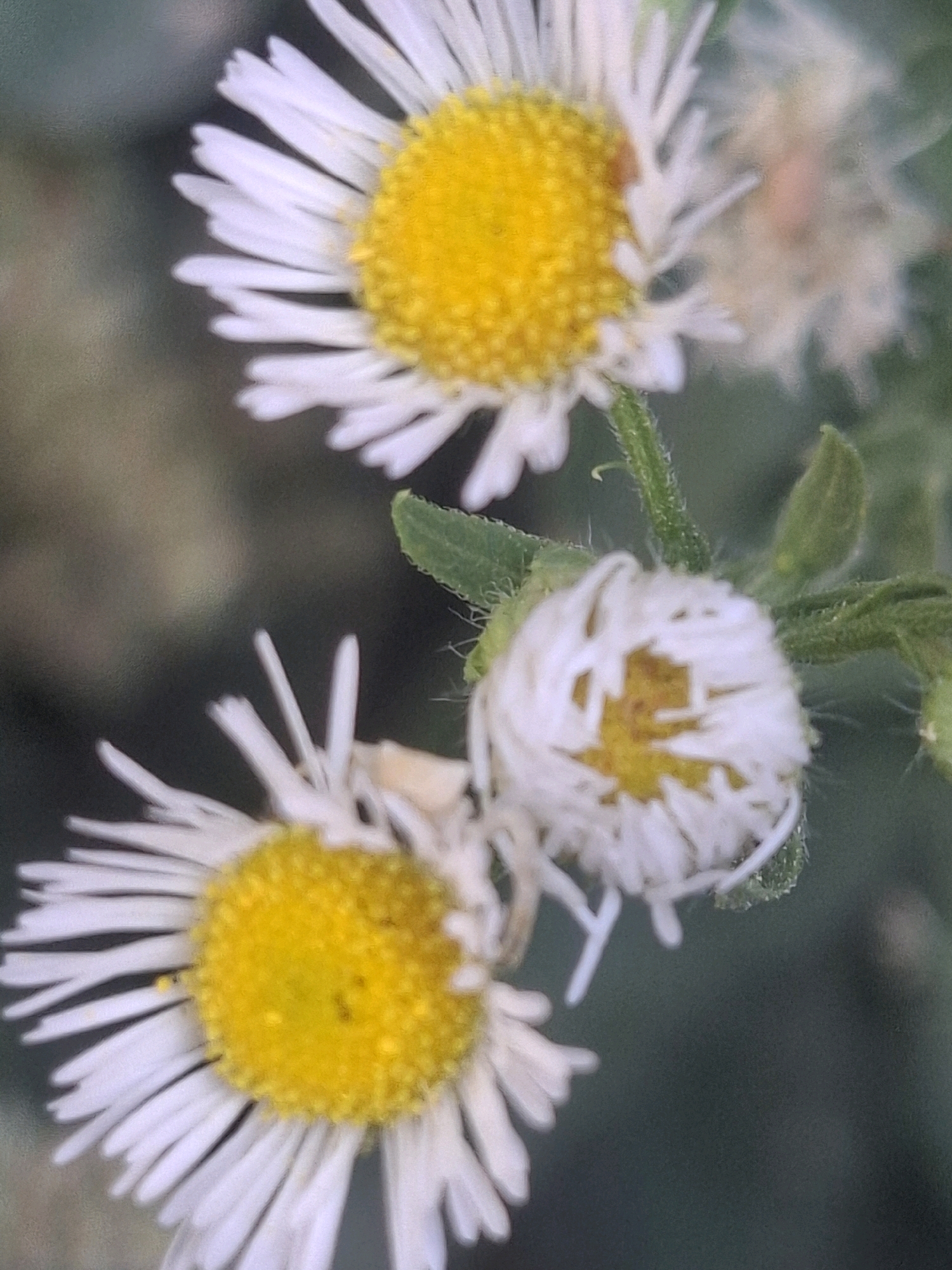 The image is a close-up, macro photograph of three daisies with yellow centers and white petals. One daisy is in full bloom and is positioned at the top left of the frame. Another daisy is also in full bloom, located at the bottom left. The third daisy is a partially closed bud, situated in the middle right of the frame. The background is a blurred, dark green, suggesting foliage. The lighting is natural, highlighting the textures and colors of the flowers. There are no people or specific landmarks visible that would indicate a location within Almaty, Kazakhstan.