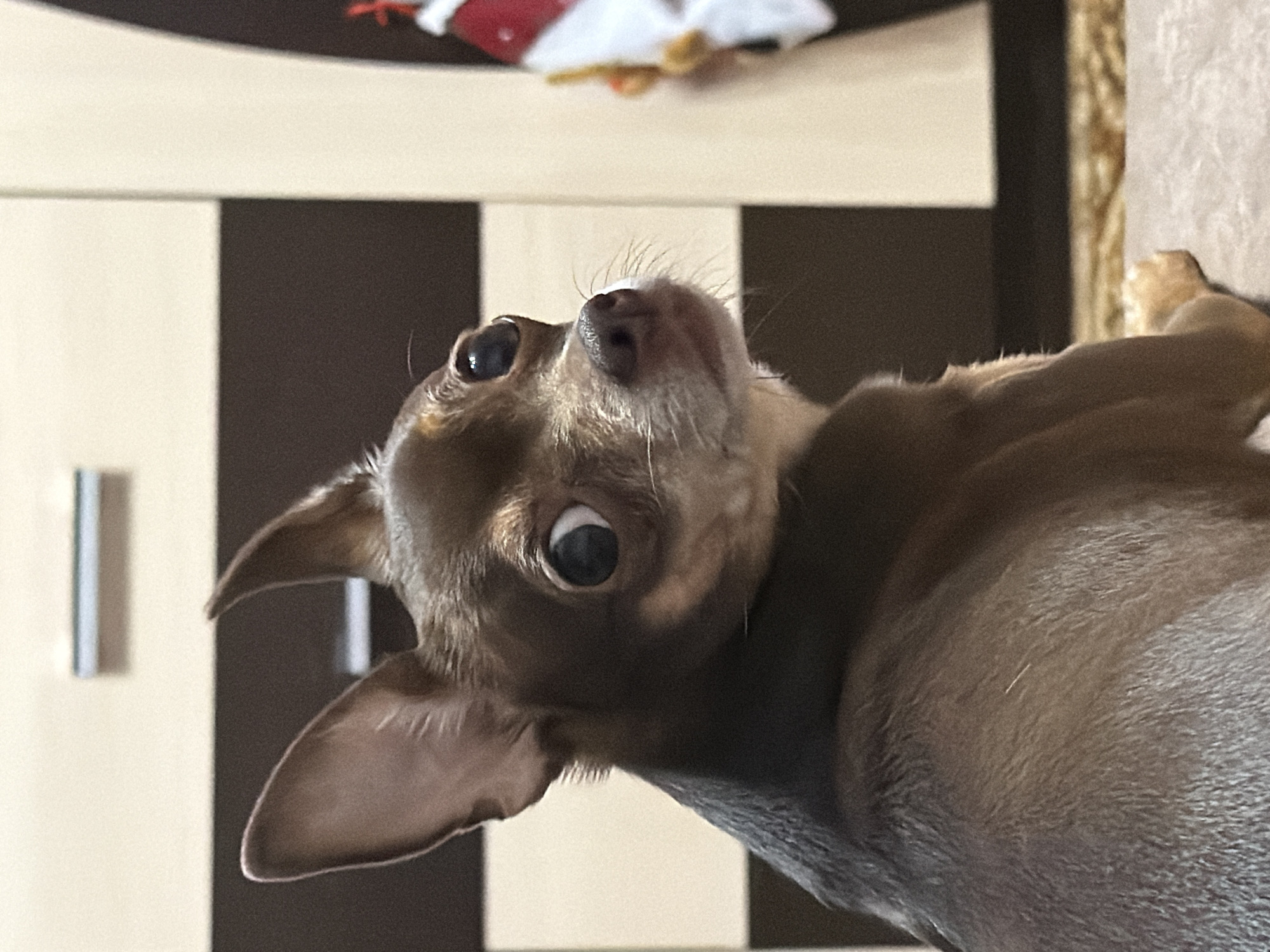 A close-up, eye-level shot shows the head and upper body of a small, brown dog looking to its left. The dog has large, dark eyes, pointed ears, and a wet, black nose. Its fur is short and dark brown with lighter brown markings on its face and chest. The background consists of a wall with alternating panels of beige and dark brown. To the right of the dog, a blurry object with red and white accents is visible. The dog is positioned on a surface that appears to be a rug or carpet.