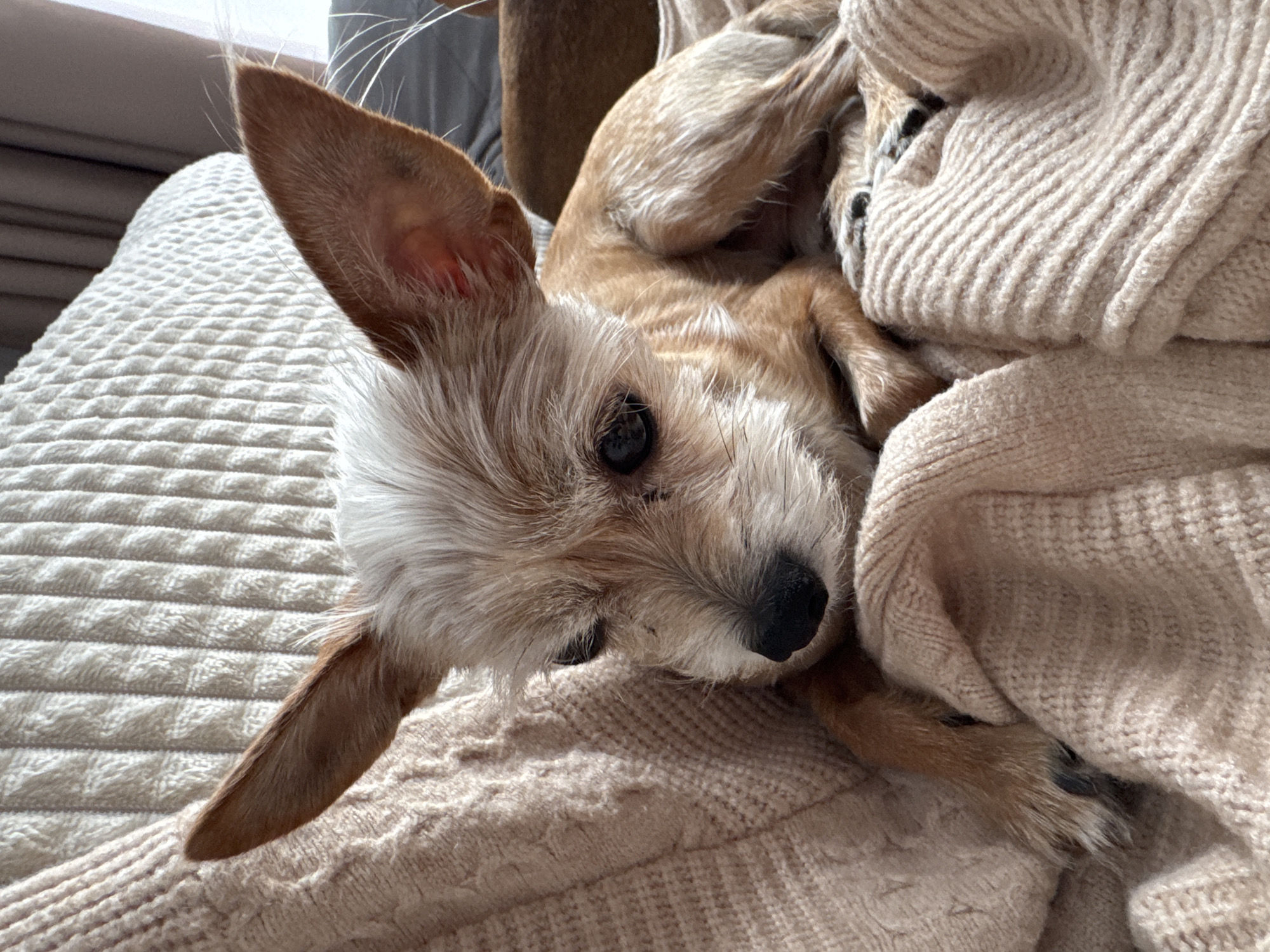 The image shows a close-up, high-angle shot of a small, tan and white dog nestled in a cream-colored, knitted blanket. The dog is lying on its back, with its head tilted and facing the camera. Its eyes are dark and round, and its nose is black and somewhat wet-looking. The dog's ears are pointed and stand erect, with one ear slightly angled forward. Its fur is a mix of tan and white, with longer, wispy white hairs around its face and ears.
The dog is partially covered by the plush, textured blanket, which has a prominent cable knit pattern. The folds and creases of the blanket suggest a soft and comfortable resting place. A sliver of bright light is visible in the upper left corner, hinting at a window or light source, possibly indicating daytime. The overall mood of the image is peaceful and cozy, with the dog appearing relaxed and perhaps sleepy. No text is visible in the image. The setting appears to be indoors, given the presence of the blanket and the interior lighting.