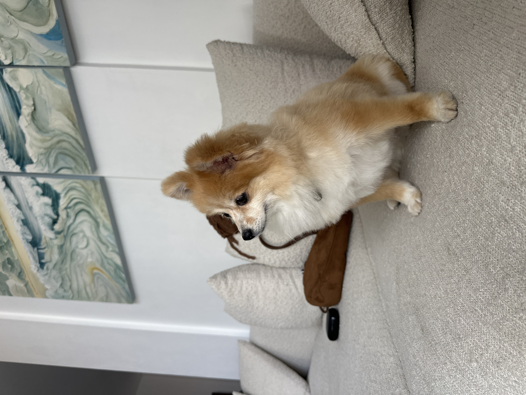 A Pomeranian dog is sitting on a textured beige sofa in a living room. The dog is facing to the left, with its head turned towards the left side of the frame. It has tan and white fur, with pointed ears and dark eyes. Behind the dog, there are several beige textured cushions. To the left of the dog on the sofa, there is a small brown bag and a black object, possibly a remote control. In the background, there are three abstract paintings on the wall, depicting swirling patterns of blue, white, and green. The wall is painted white and has vertical paneling. The lighting appears to be natural and soft. The image is taken from a medium-low angle, focusing on the dog. There are no people visible in the image. The scene is a domestic indoor setting, likely a home. This image is not located in North Kuta, Indonesia, as there are no visual cues to suggest this location.